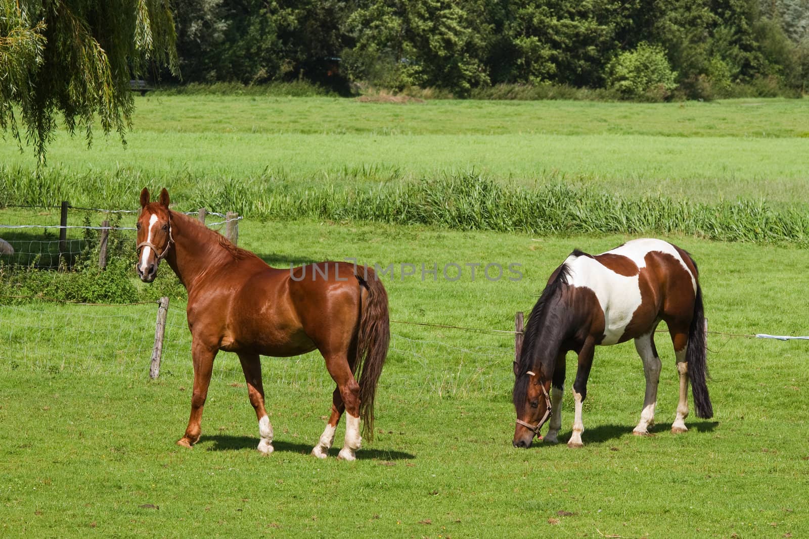Grassland with two horses on sunny summerday in the country