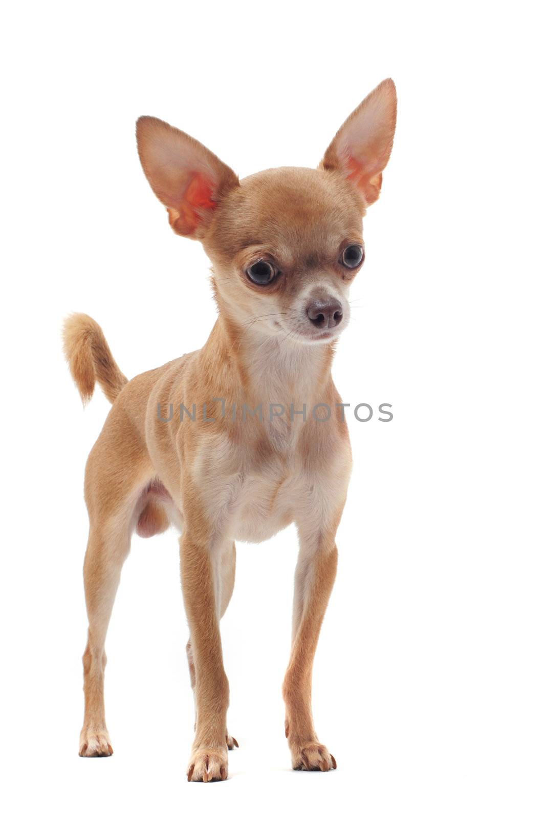 portrait of a cute purebred  short hair chihuahua in front of white background