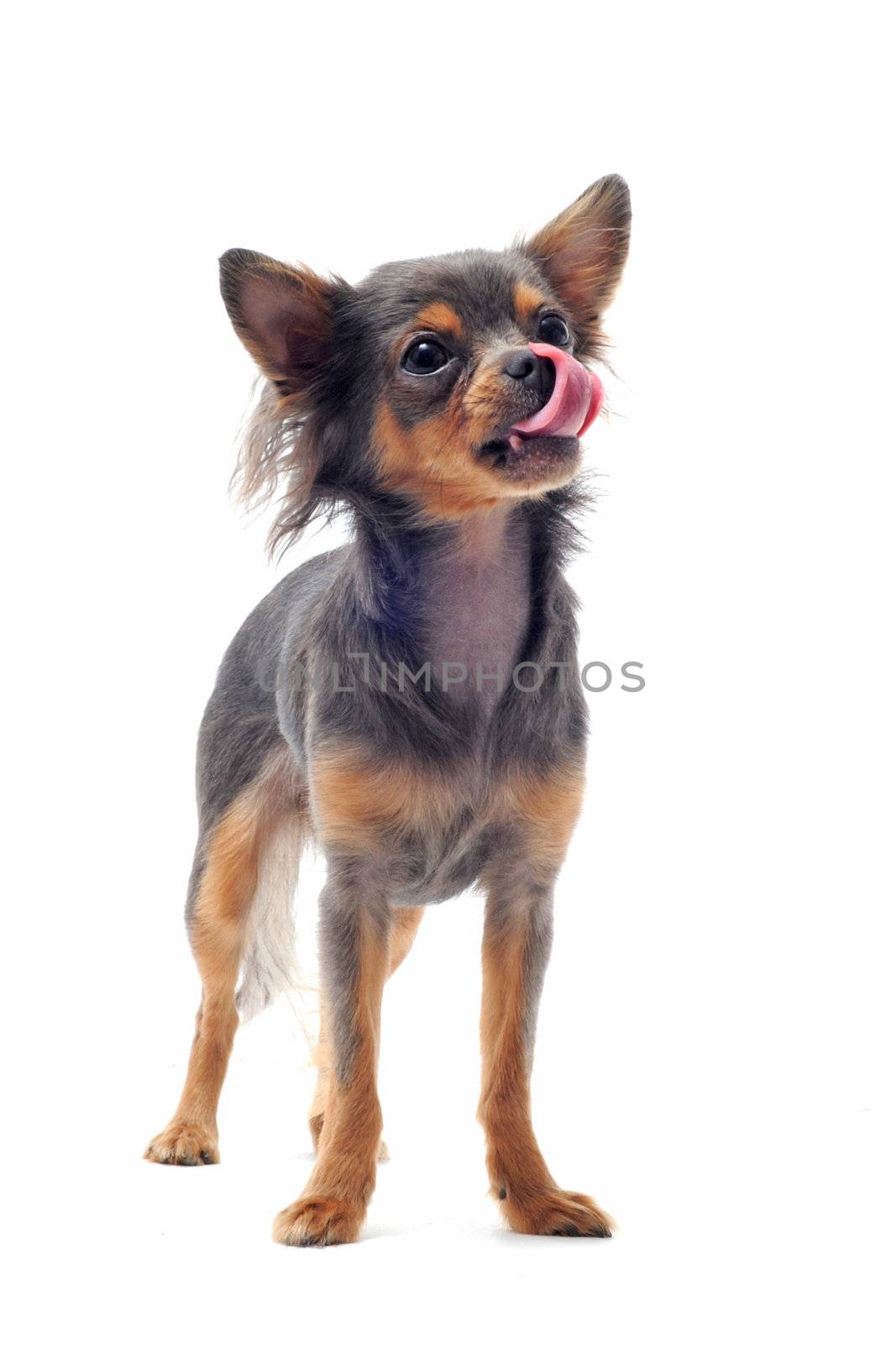 portrait of a cute purebred hungry chihuahua in front of white background