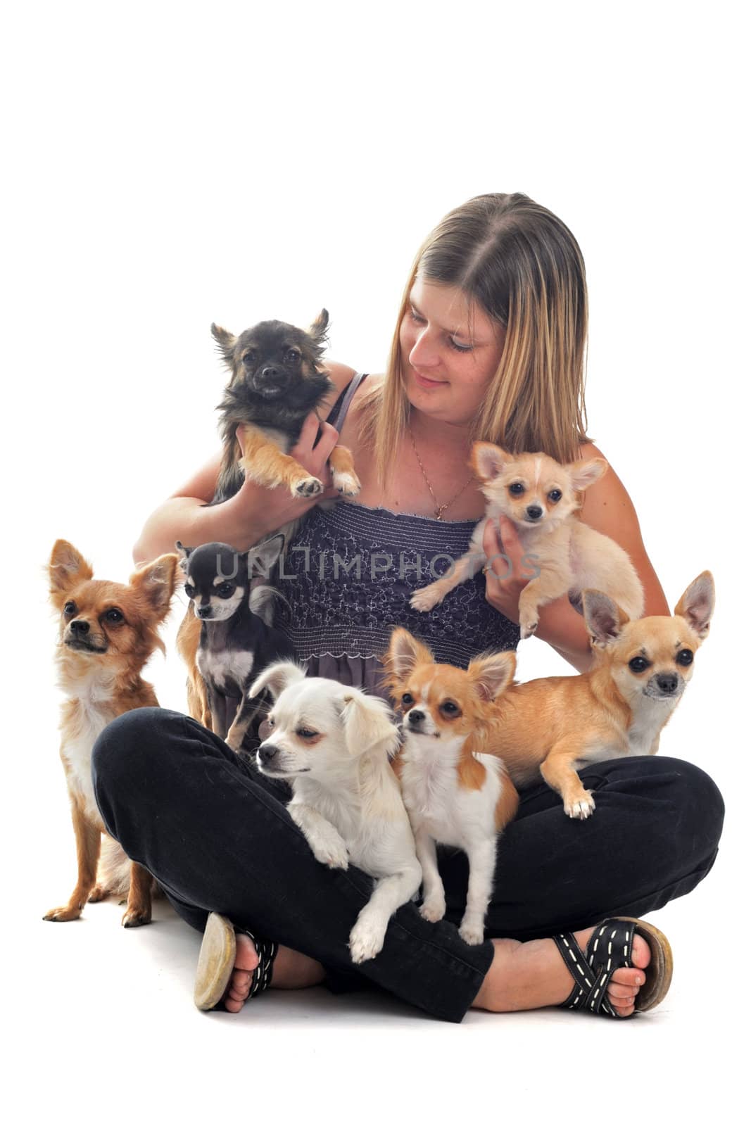portrait of a woman and seven chihuahuas in front of white background