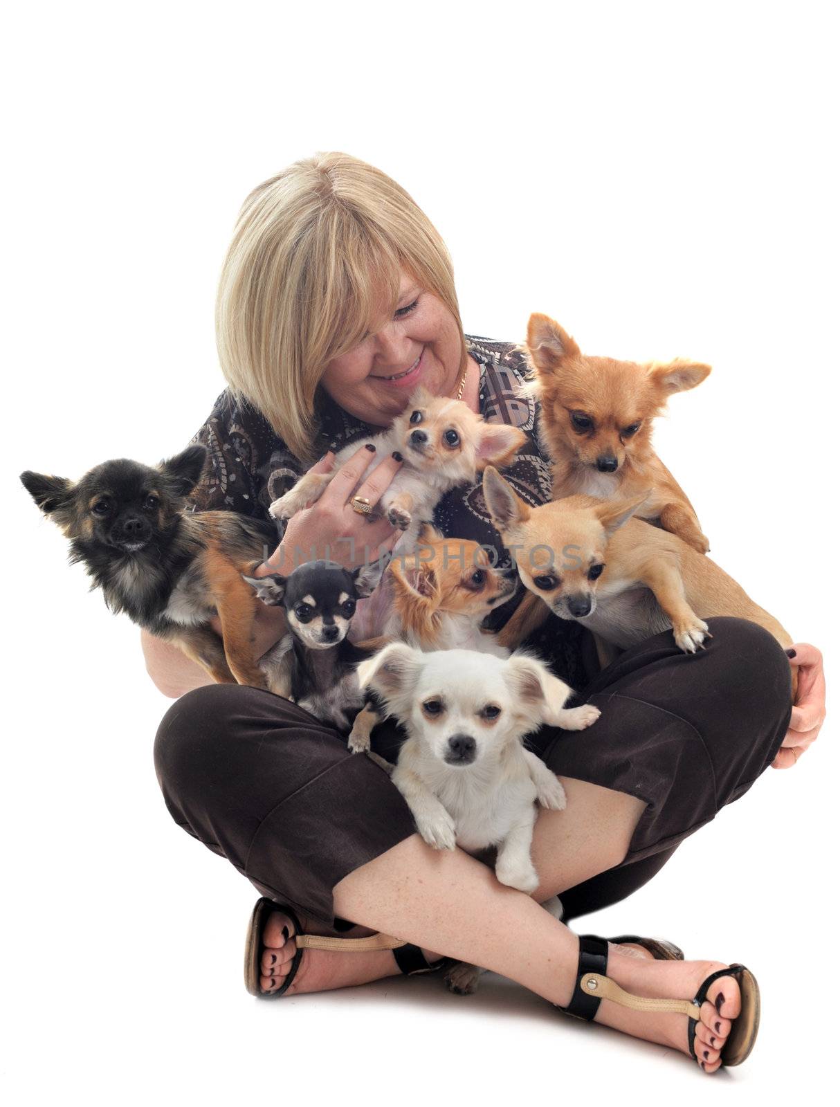 portrait of a woman and seven chihuahuas in front of white background