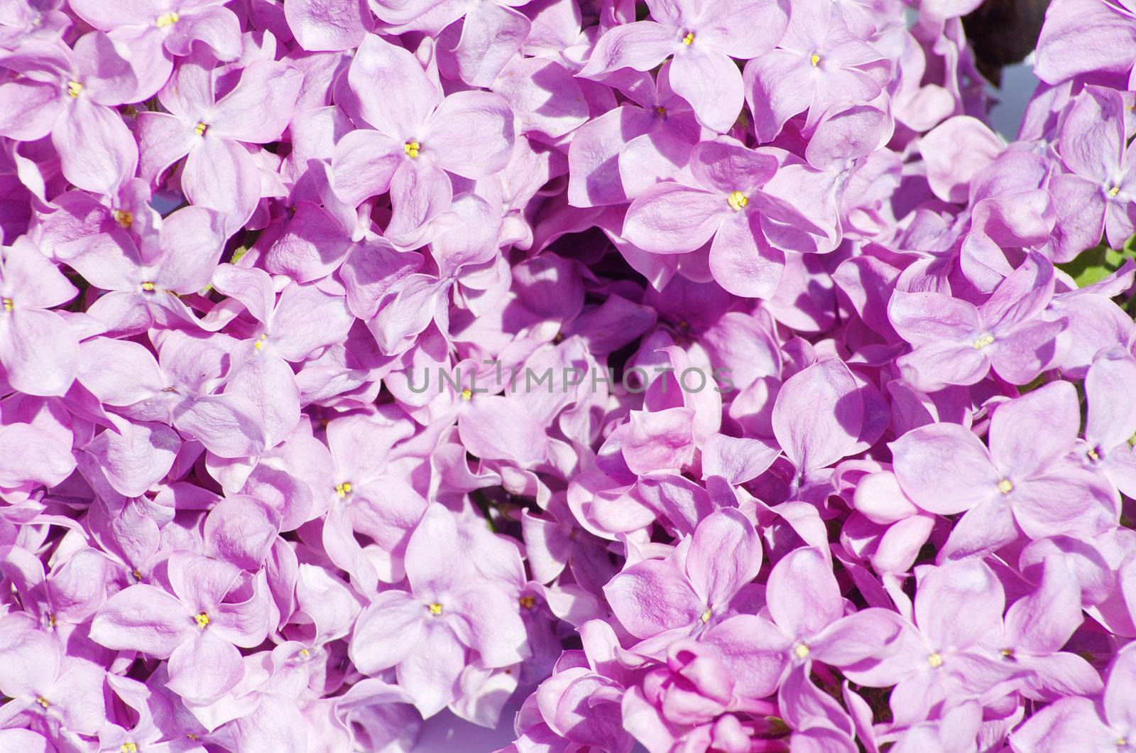 lilac flower isolated on white background