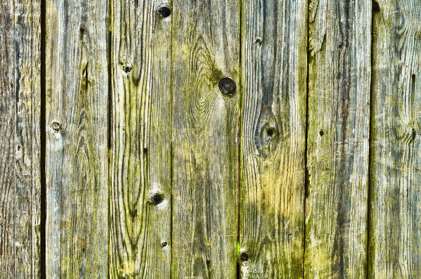 The old, green with damp, wooden fence