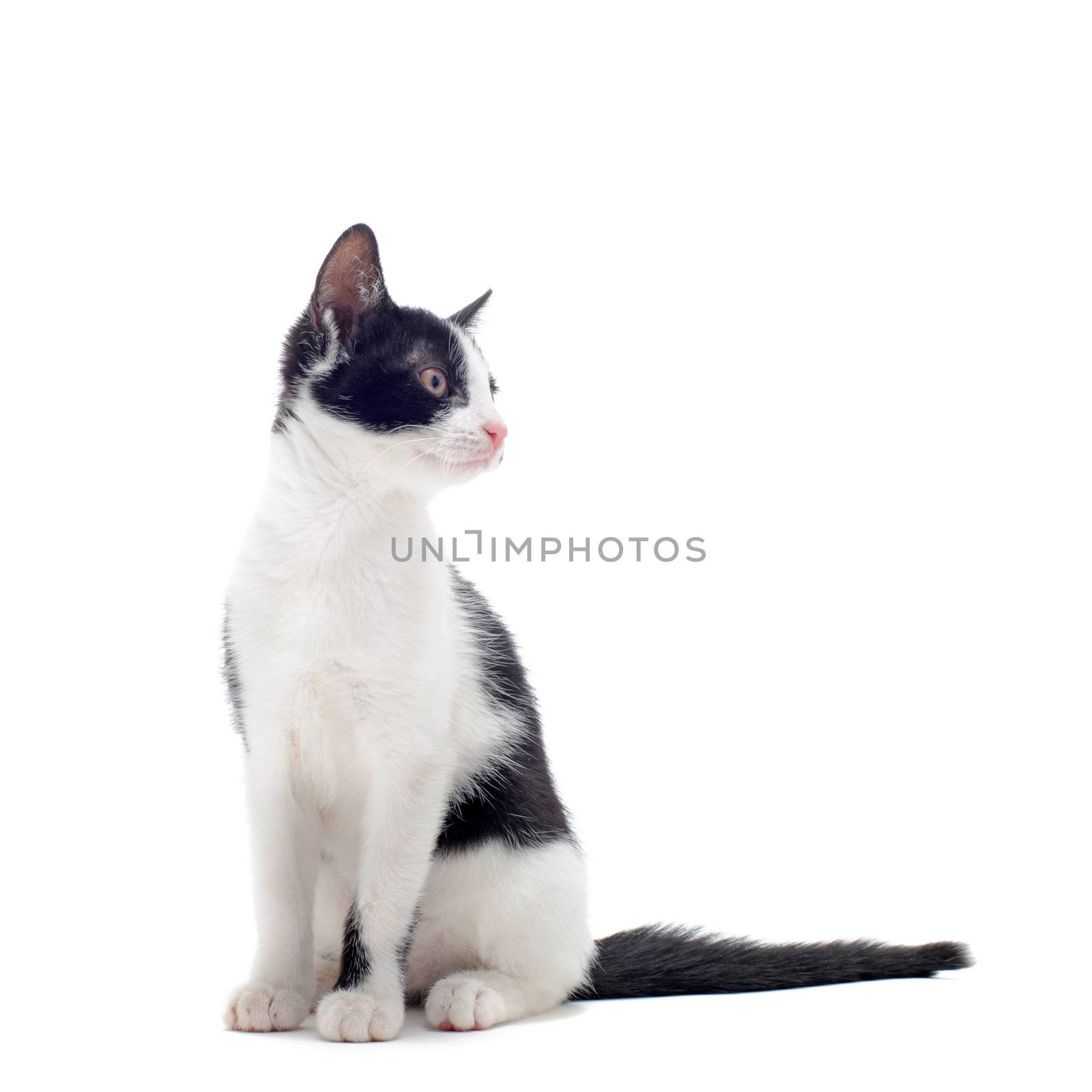 black and white kitten by cynoclub