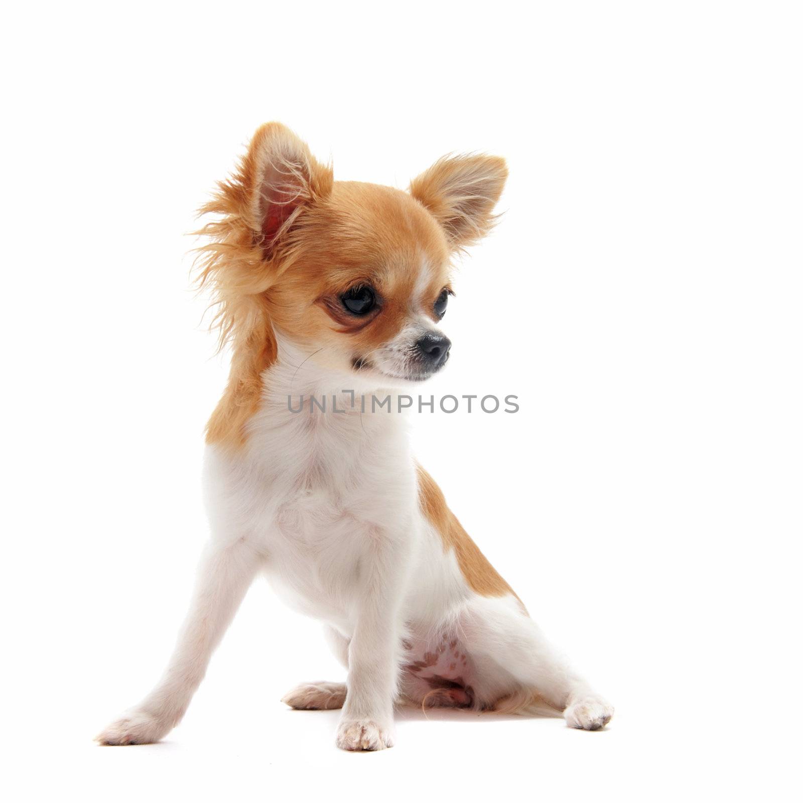 portrait of a cute purebred  puppy chihuahua in front of white background