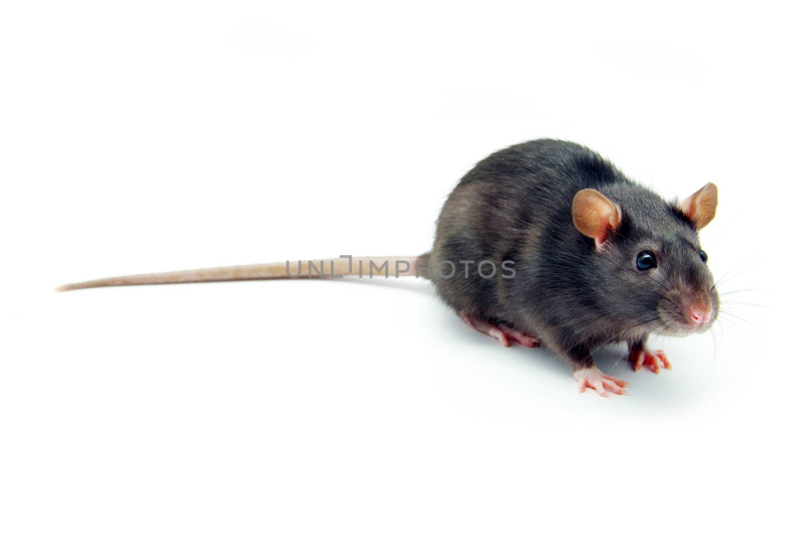 funny rat  isolated on white background