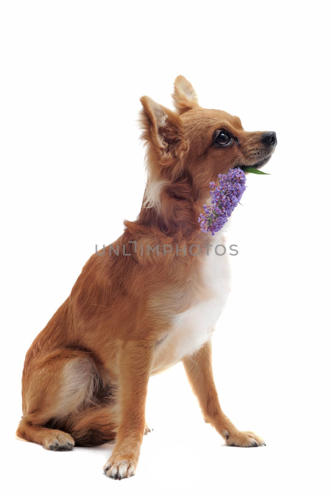 chihuahua with flower in front of white background