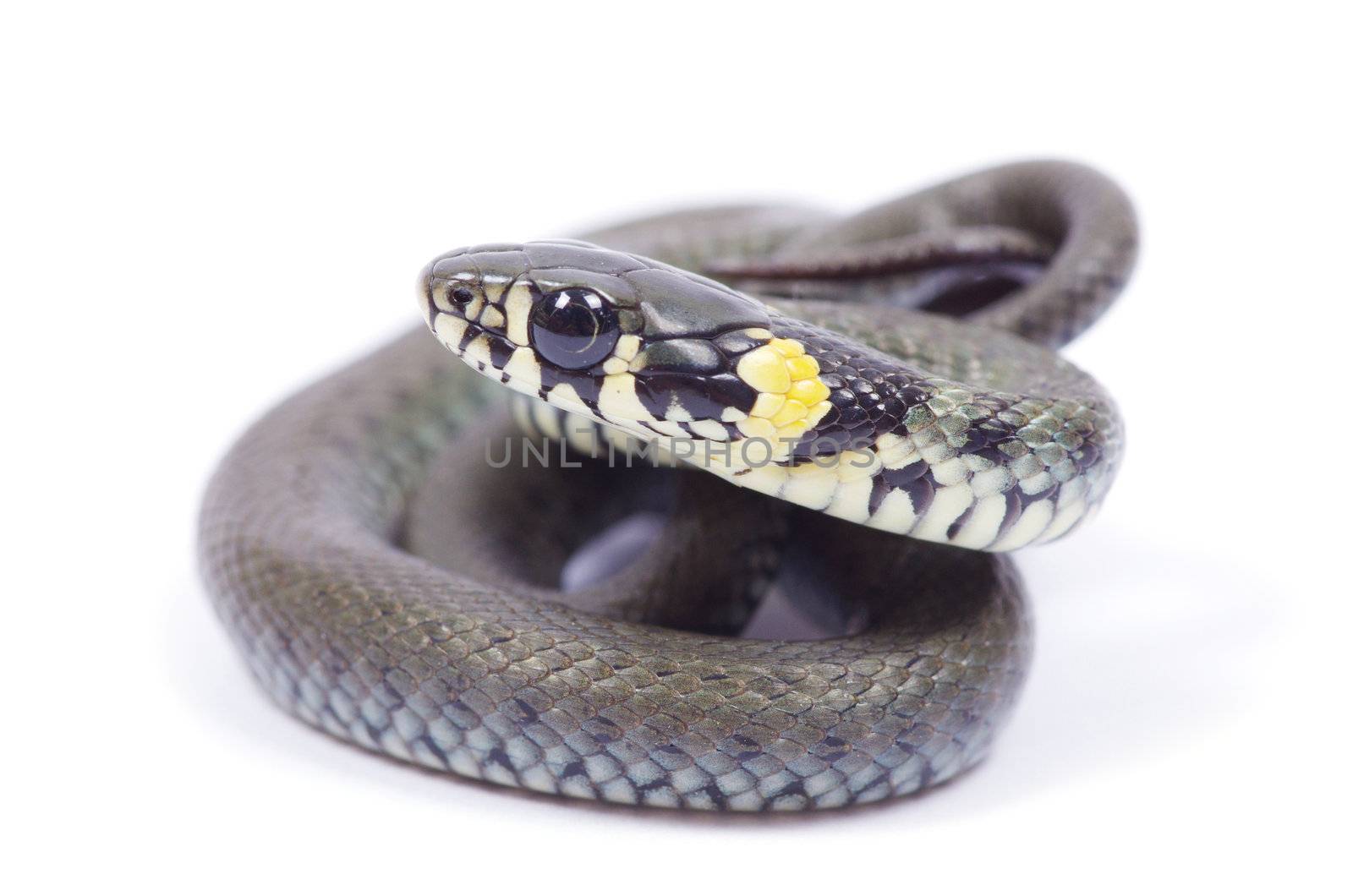 snake isolated on white background
