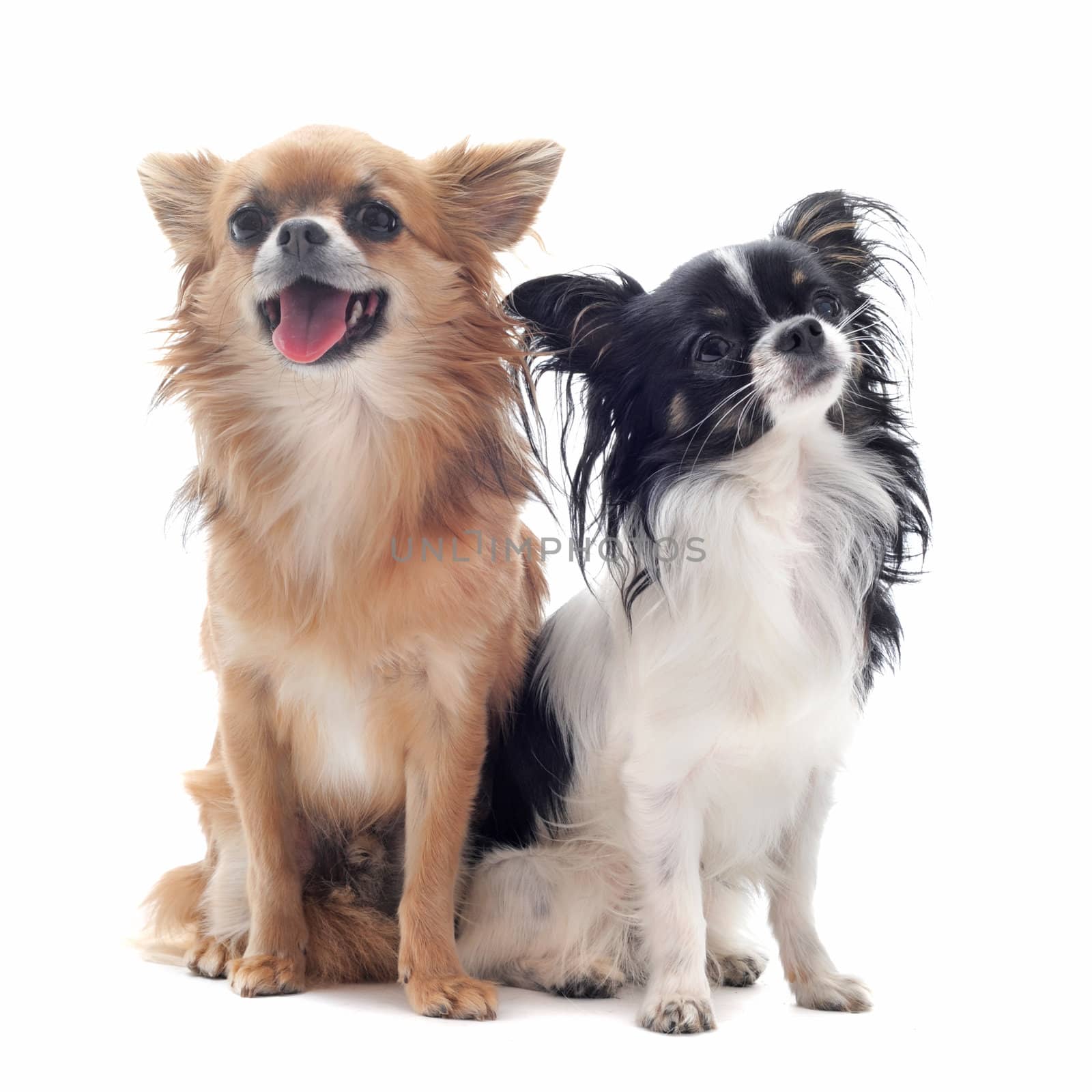 portrait of a cute purebred  chihuahuas in front of white background