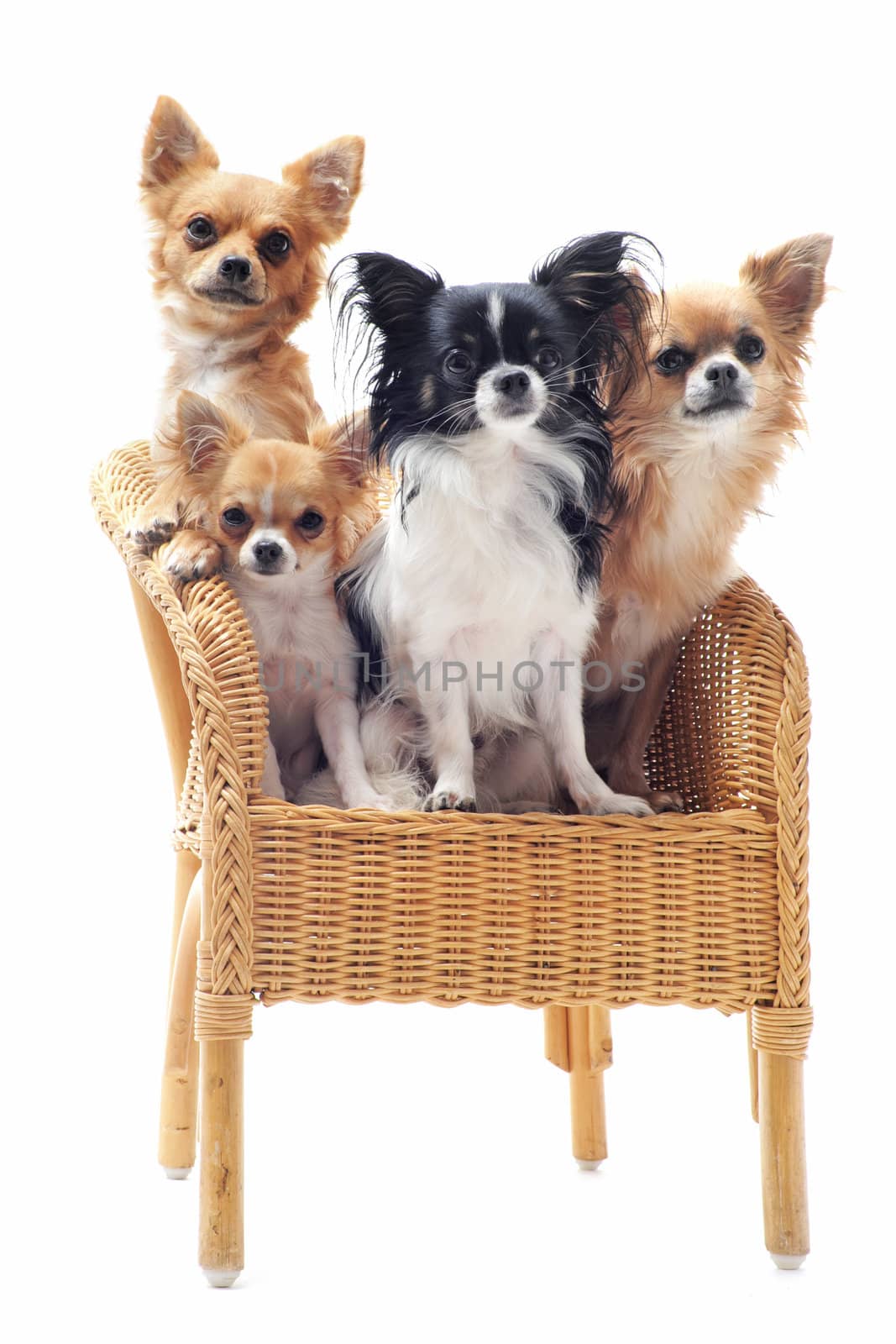 four chihuahuas on a chair in front of white background