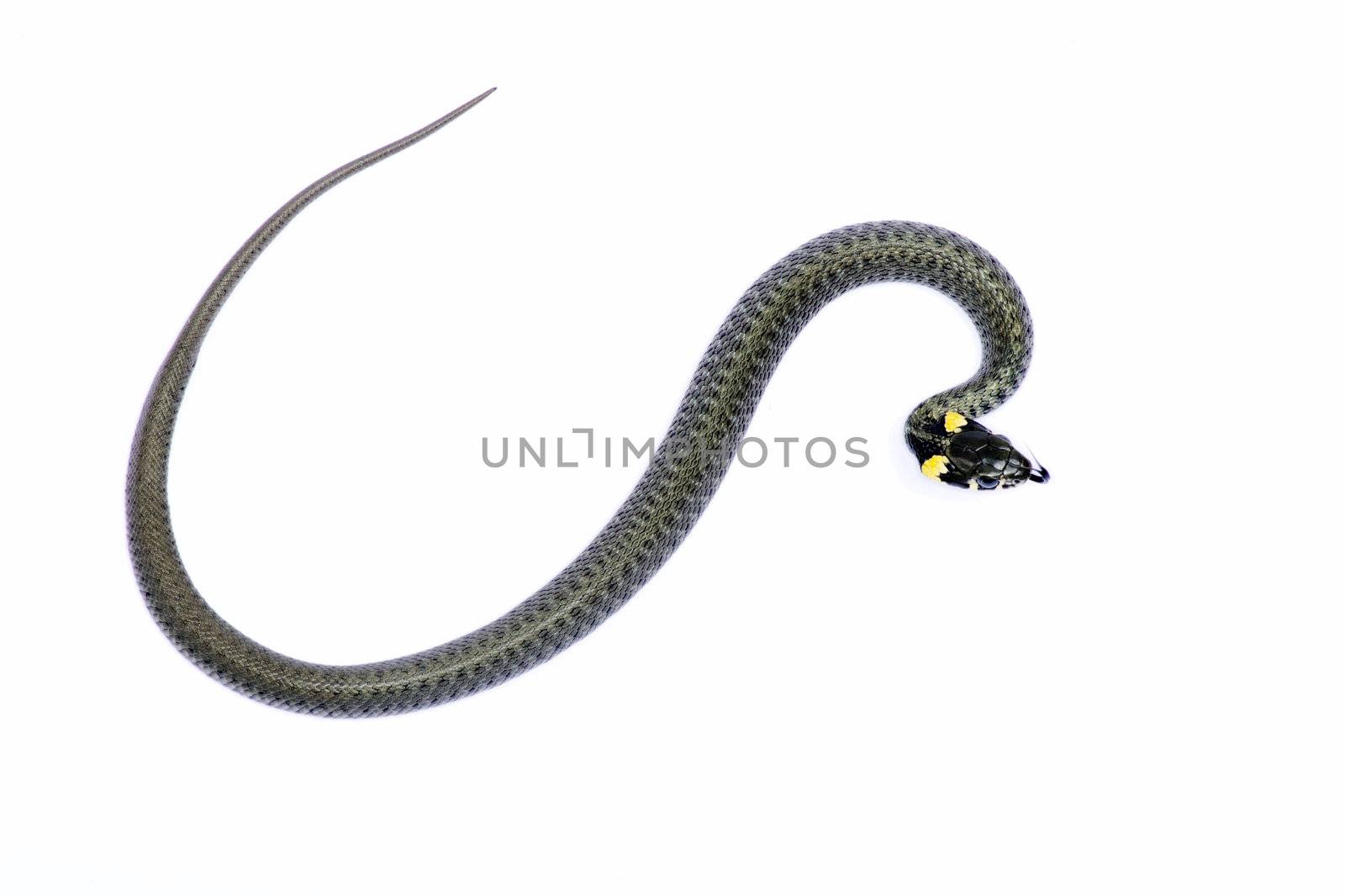 snake isolated on white background