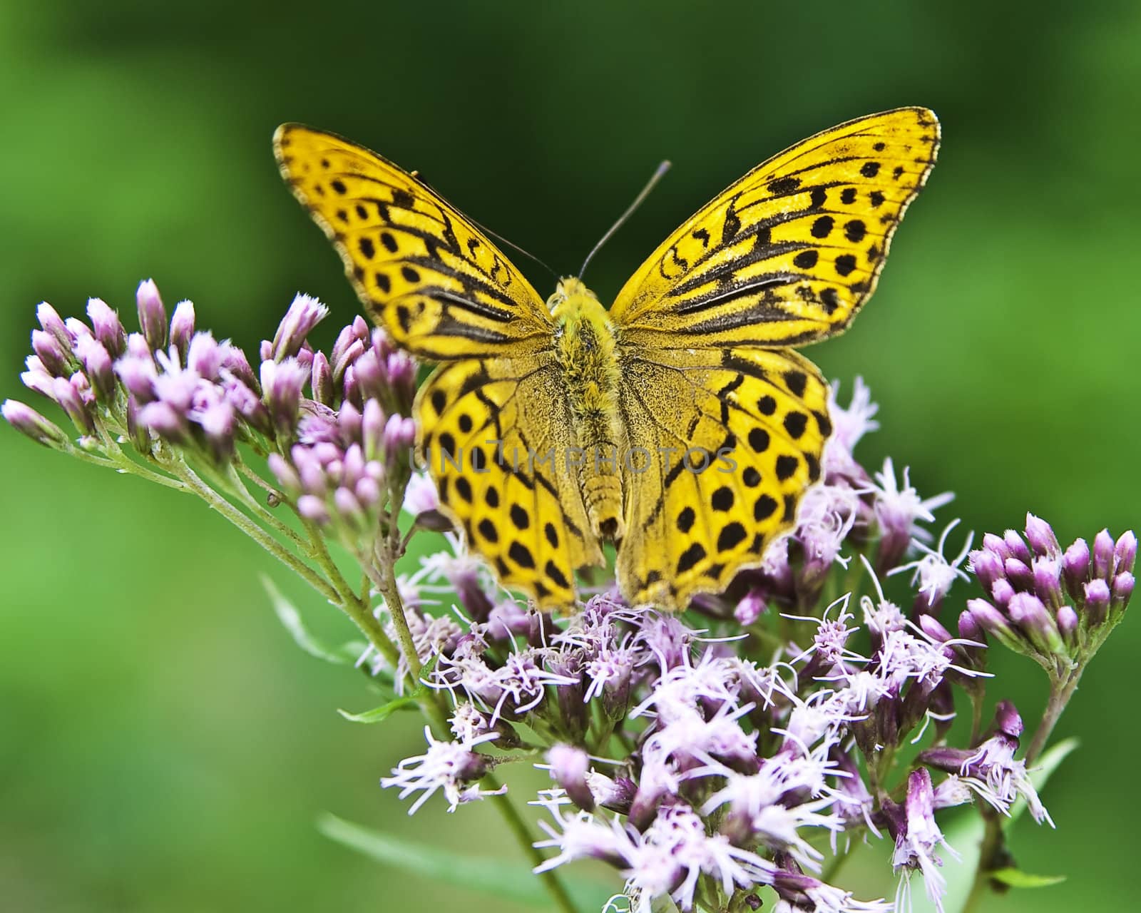 A beautiful orange and black butterfly sitting on a pink flower