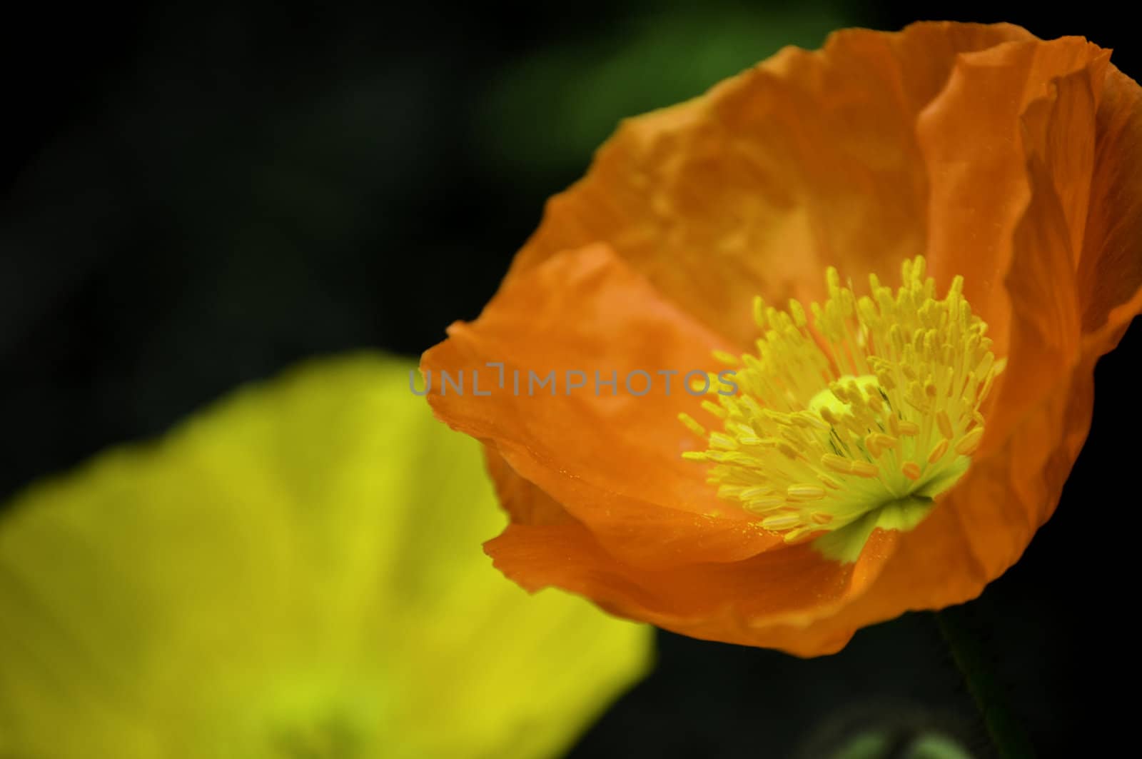 Close-up of an orange and yellow flower