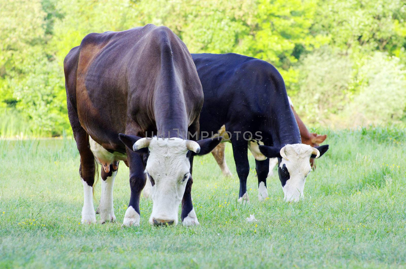 cows on a green meadow
