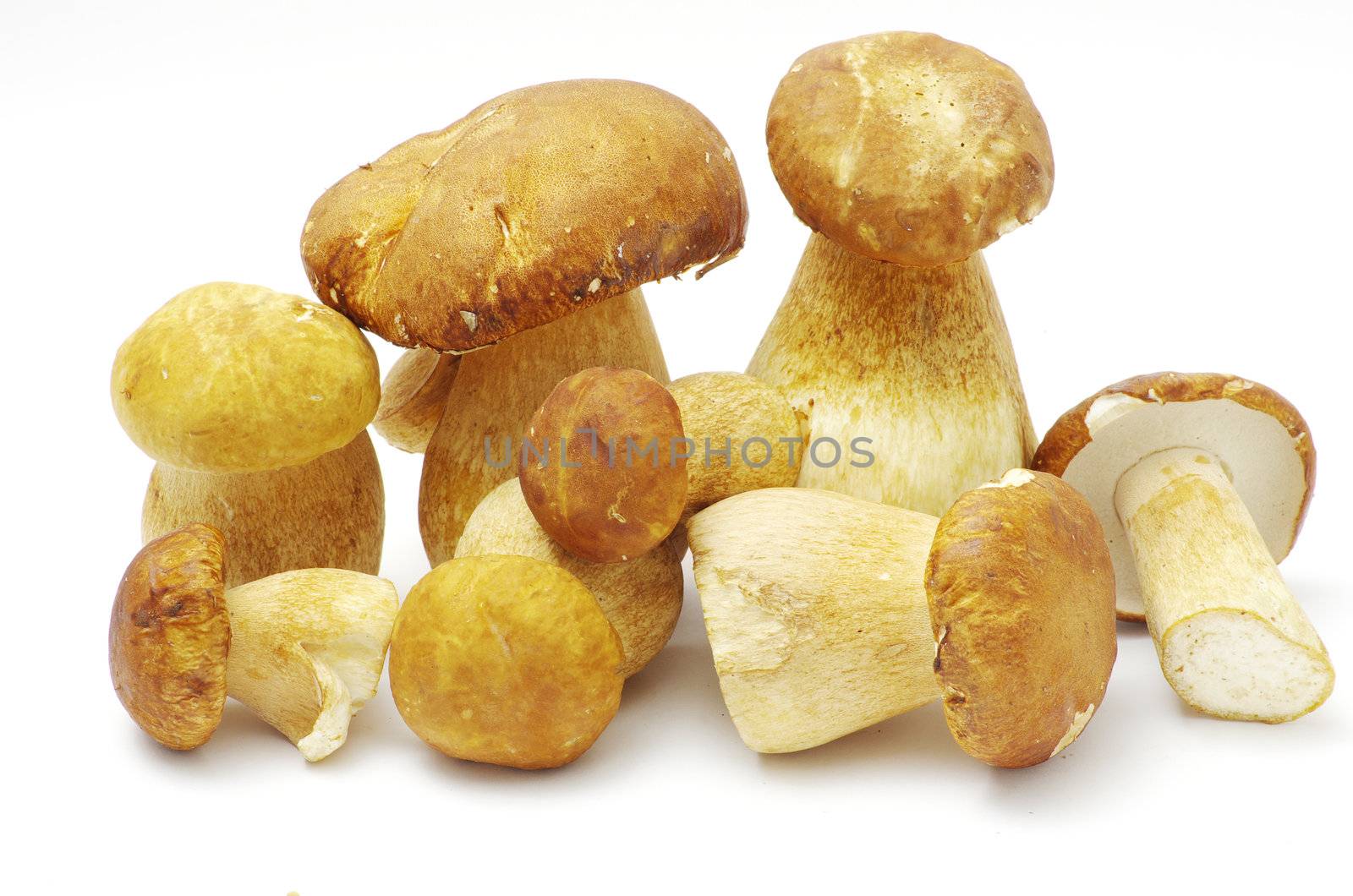 boletus edulis mushrooms on over white background
