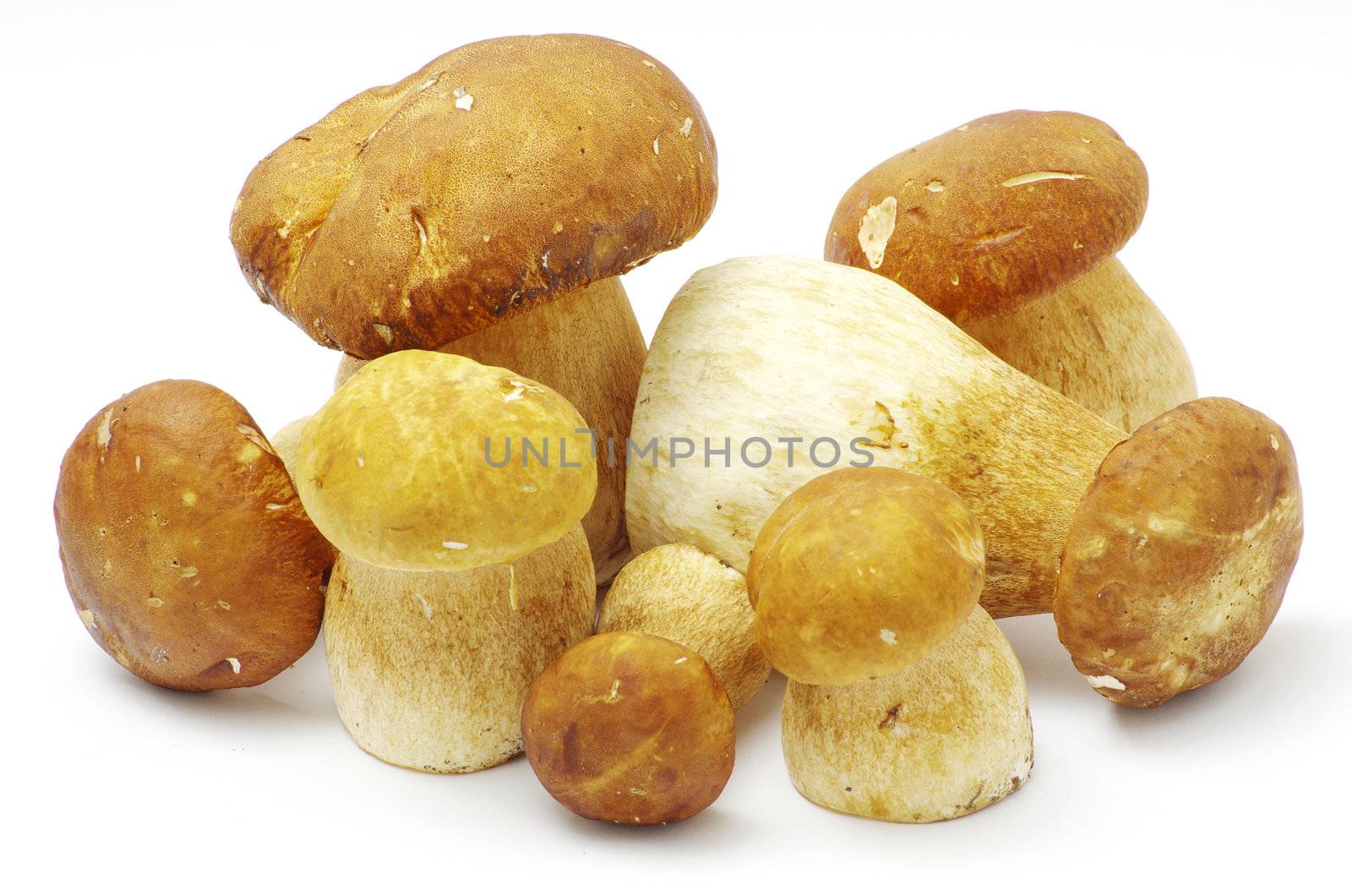 boletus edulis mushrooms on over white background