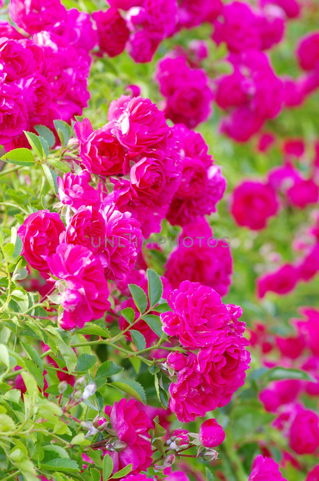 roses on a bush in a garden