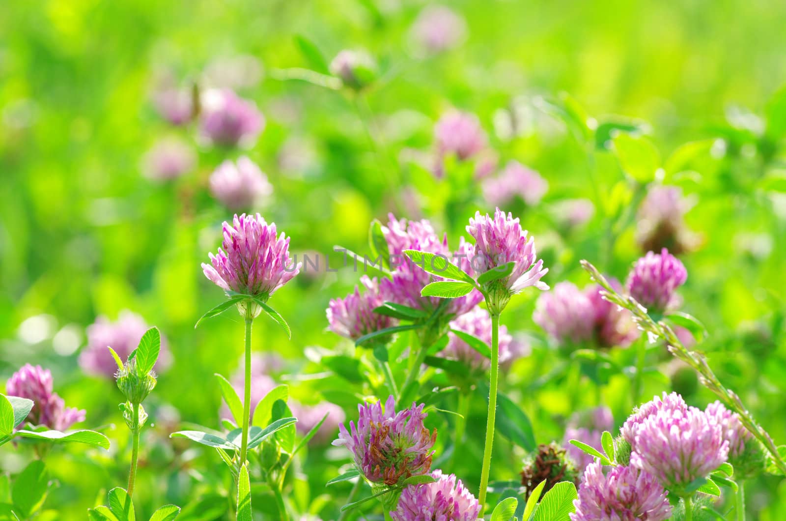 red flower clovers on green background