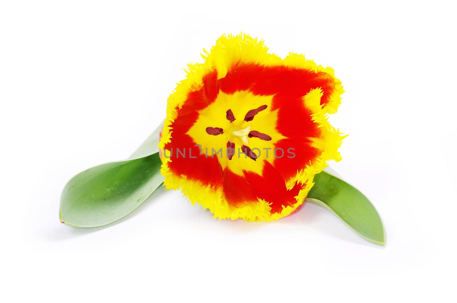yellow tulip isolated on white