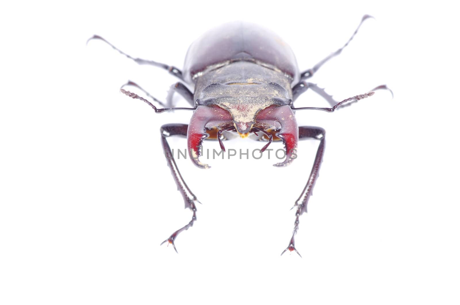 Stag beetle on the white background