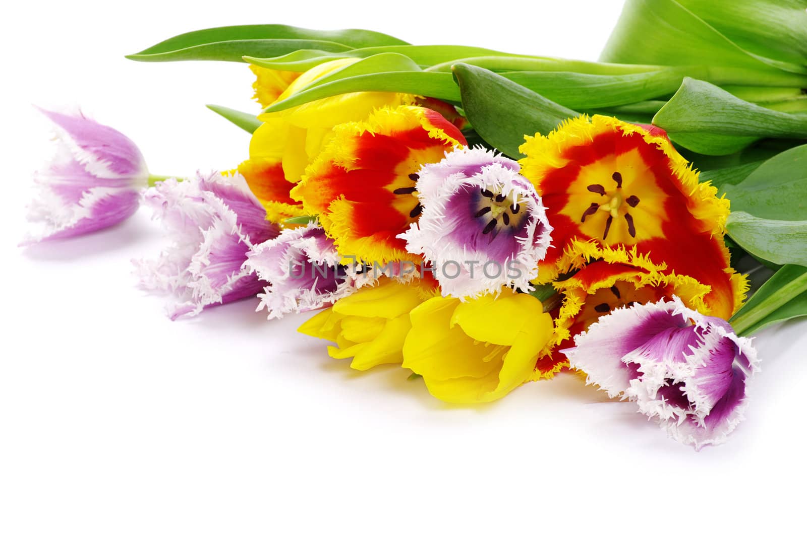 bouquet of the tulips on white background