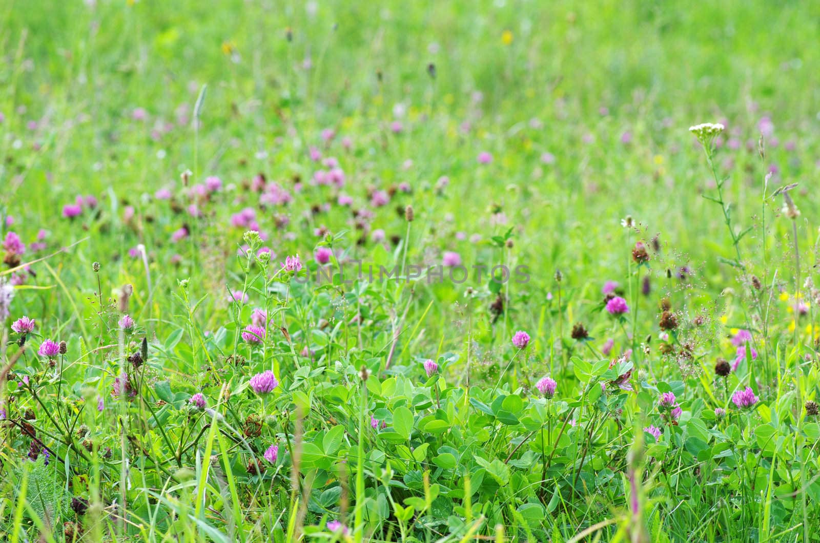 red flower clovers on green background