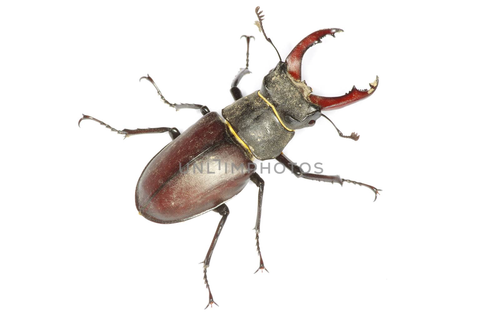 Stag beetle on the white background