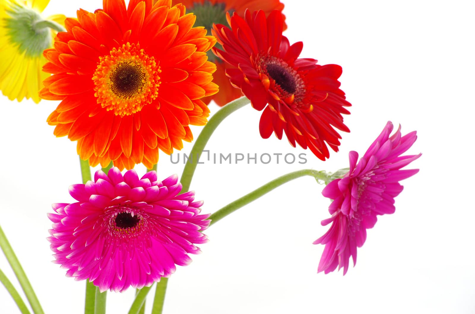 colorful  flowers gerberas on white background