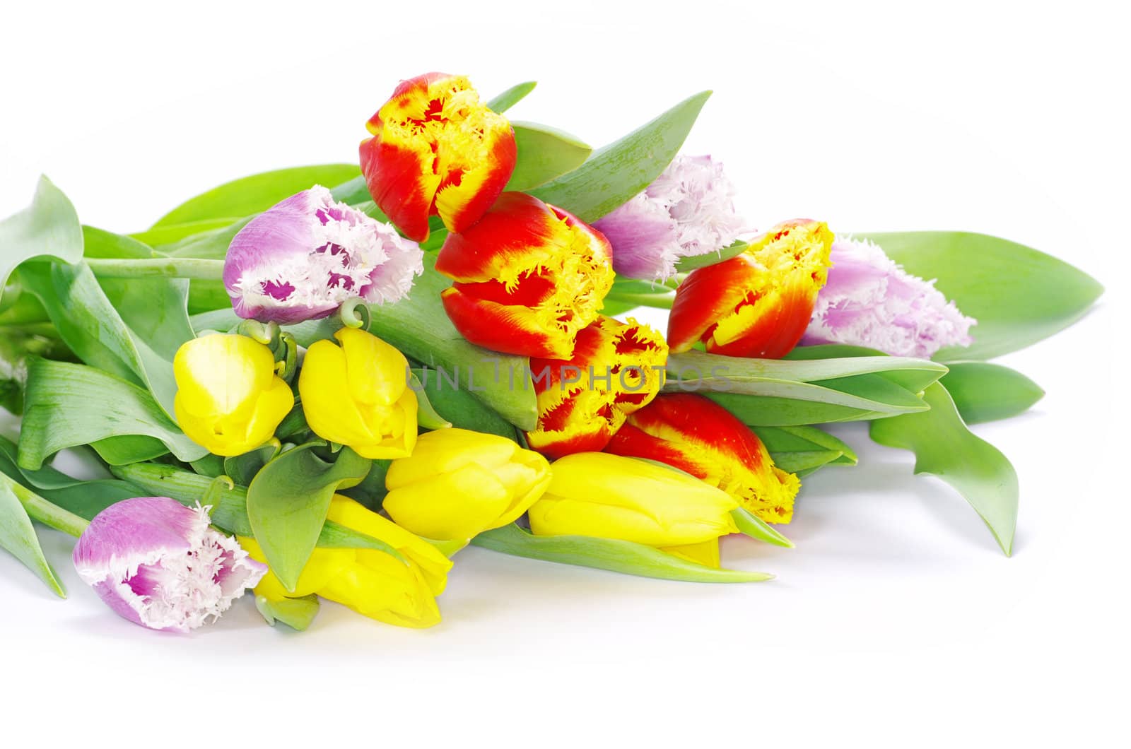 bouquet of the tulips on white background
