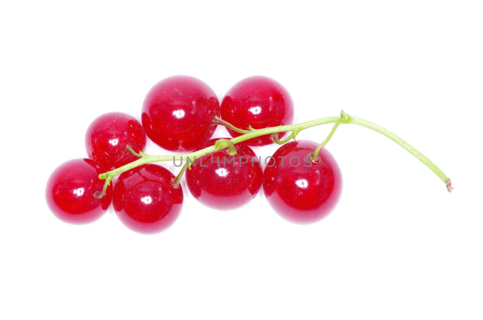red currant isolated on a white background