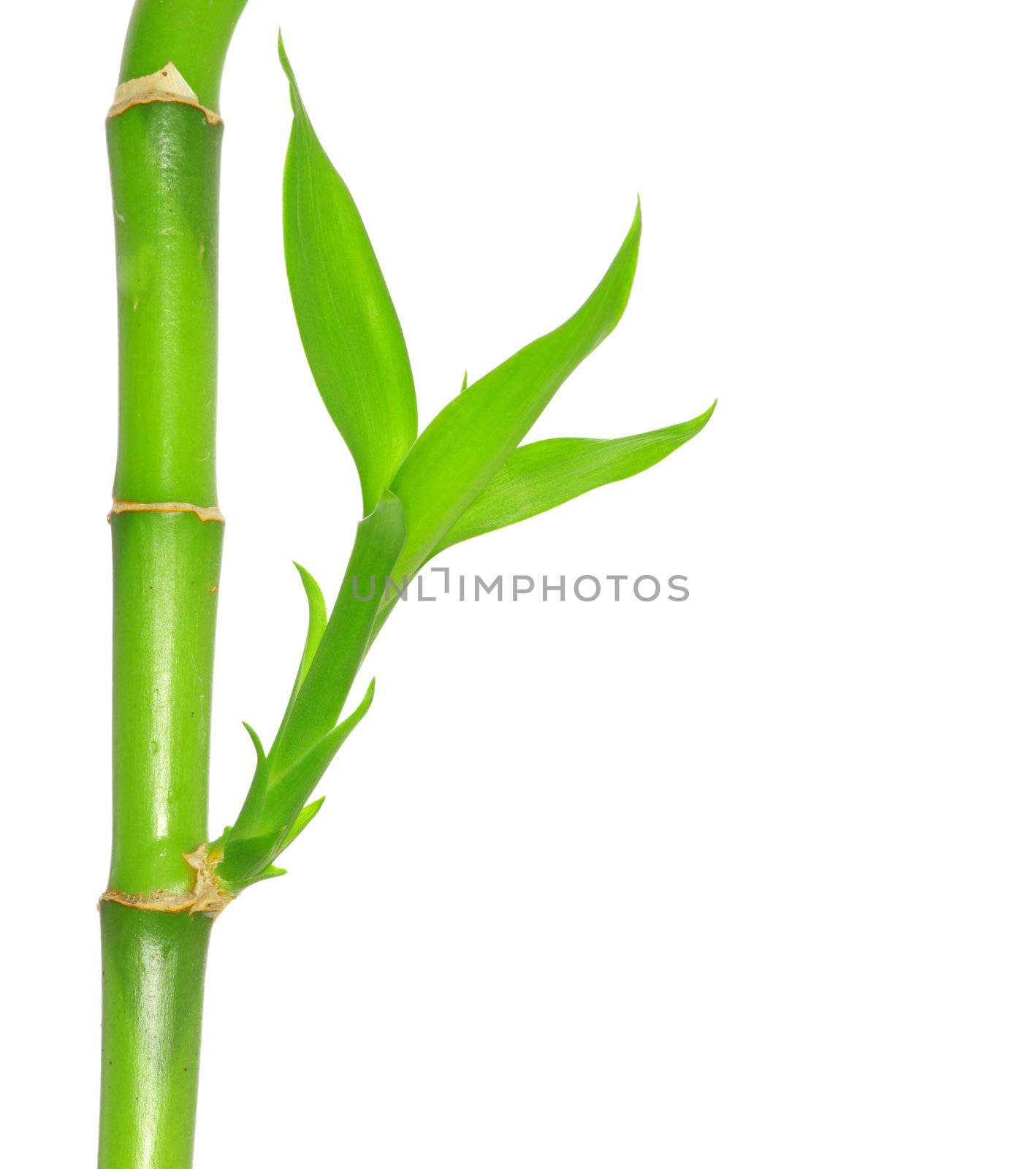 Bamboo isolated on a white background