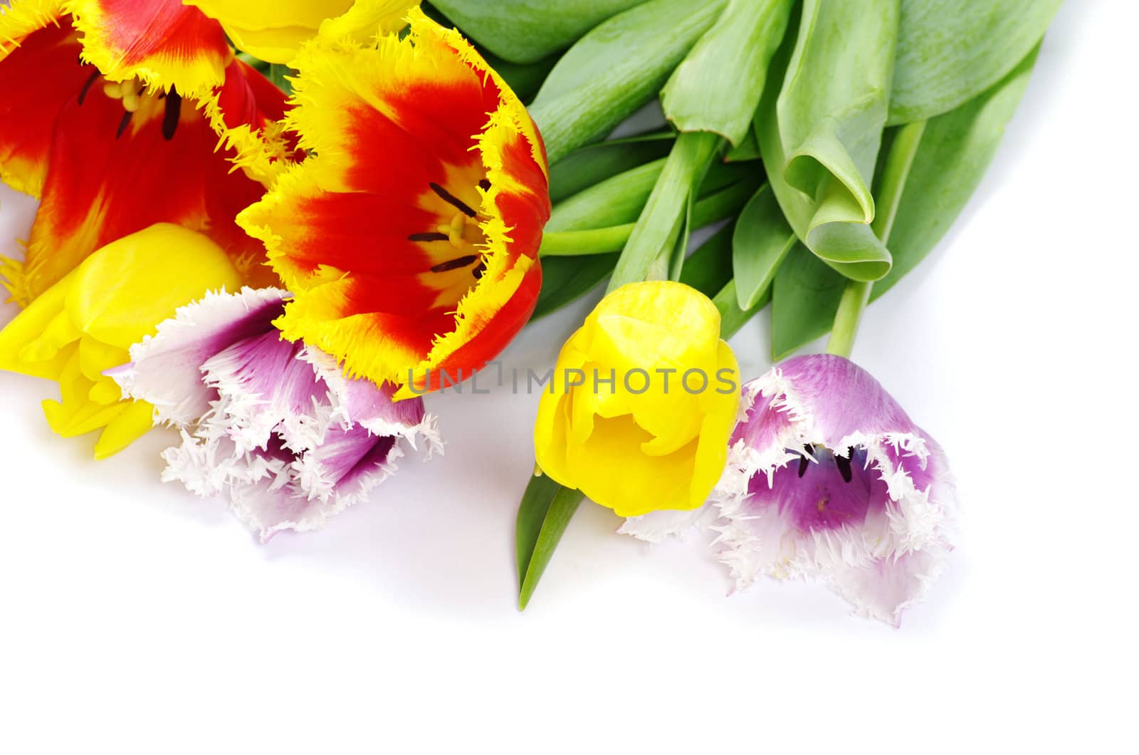 bouquet of the tulips on white background