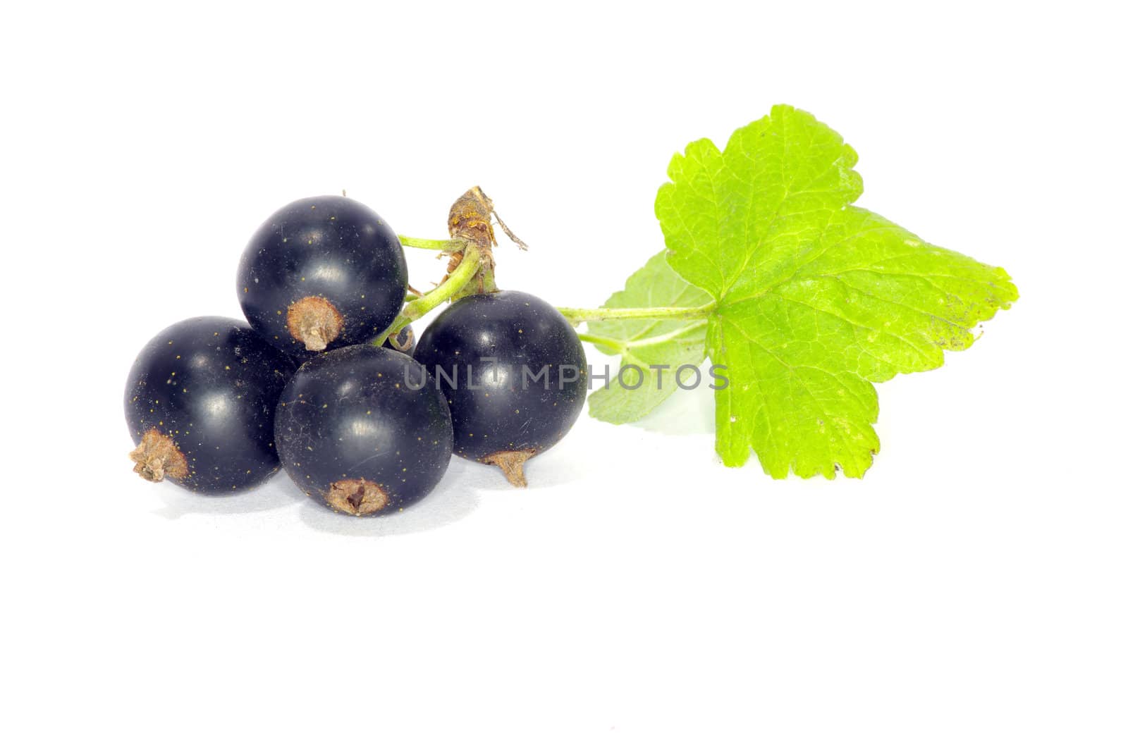 branch of black currant fruits isolated on white background