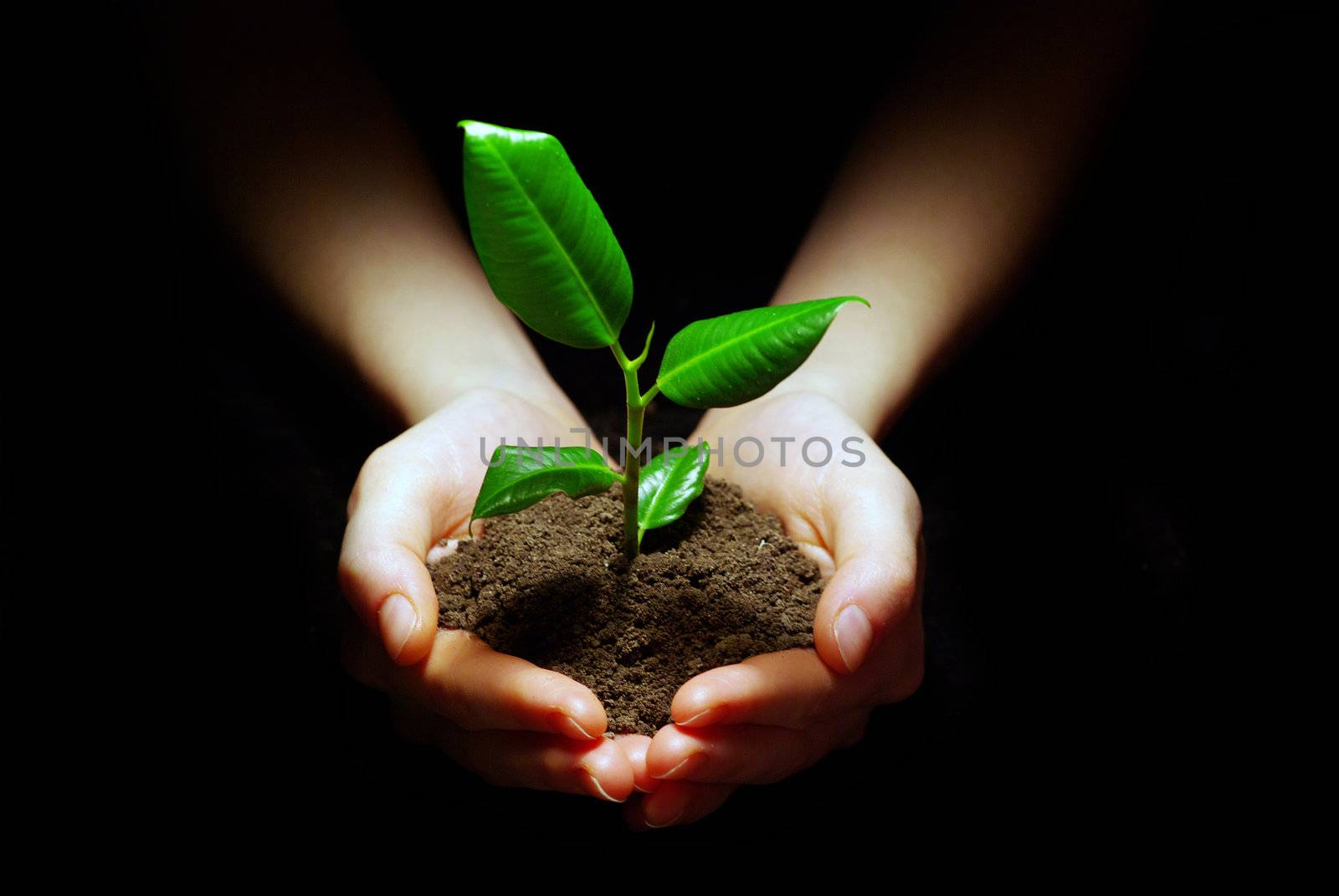 Hands holding plant in soil on black