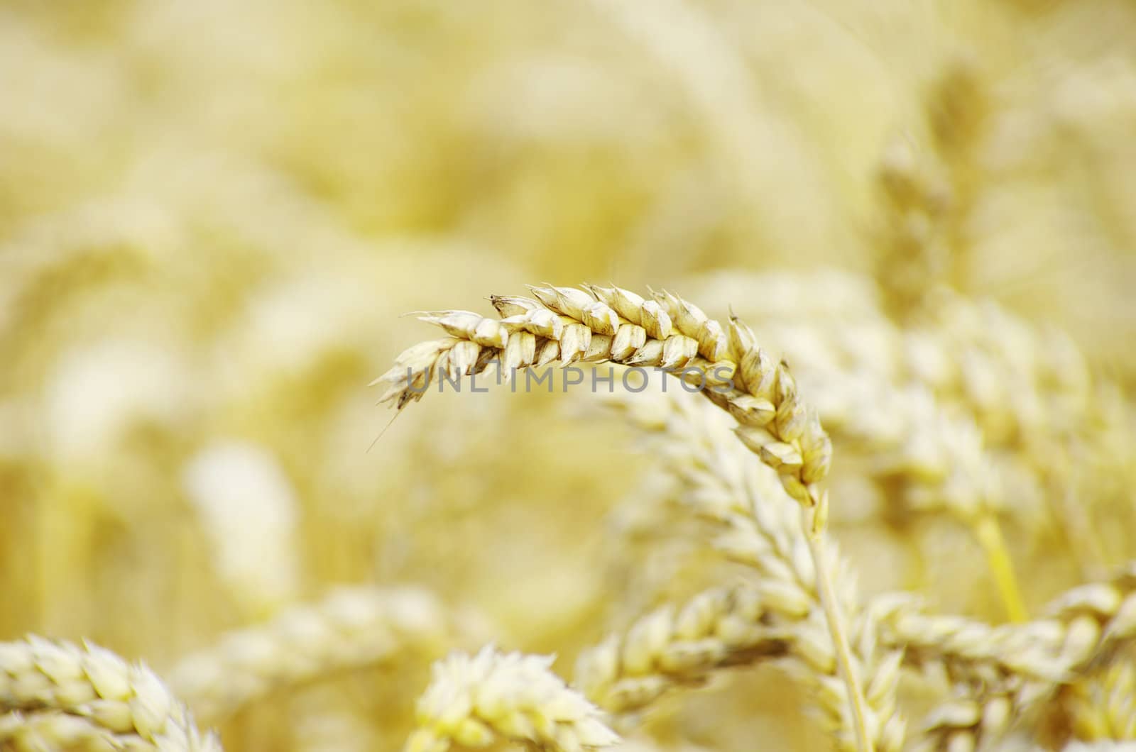 golden wheat field in summer
