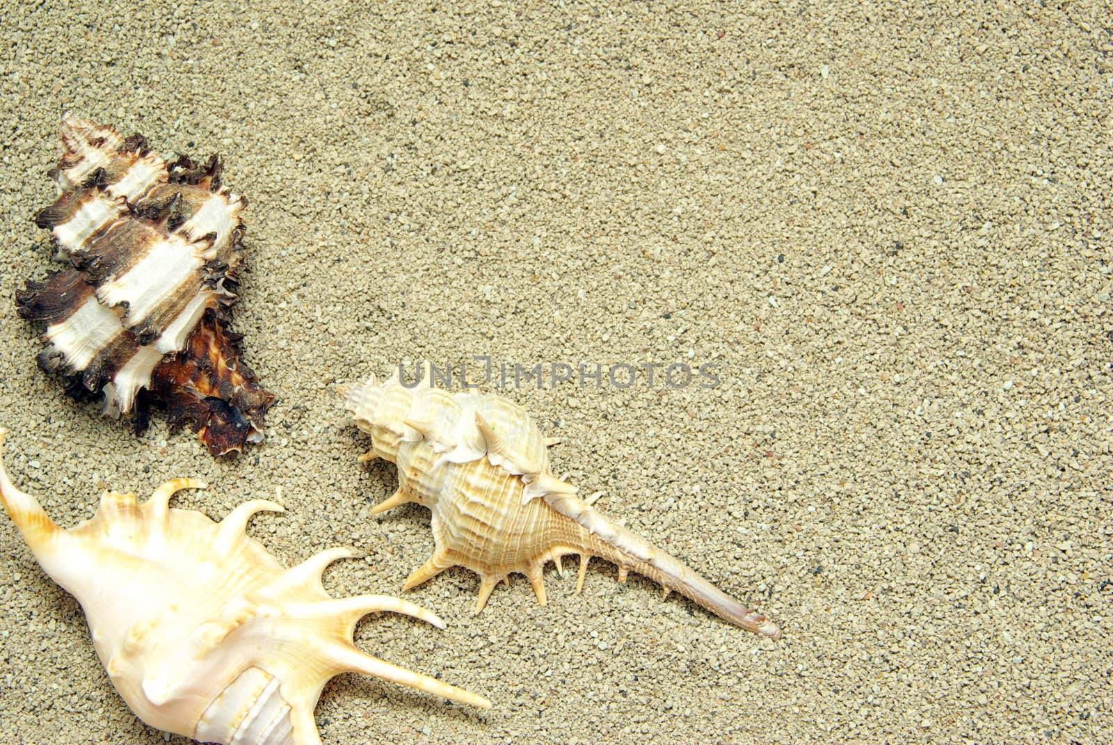 starfish and shells on the beach