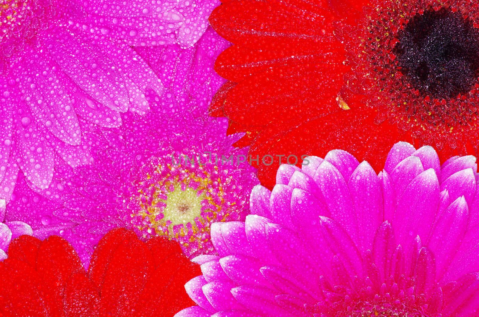 gerbera flower close up background