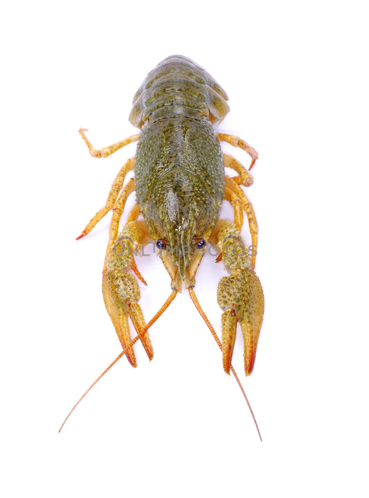 crawfish on a white background