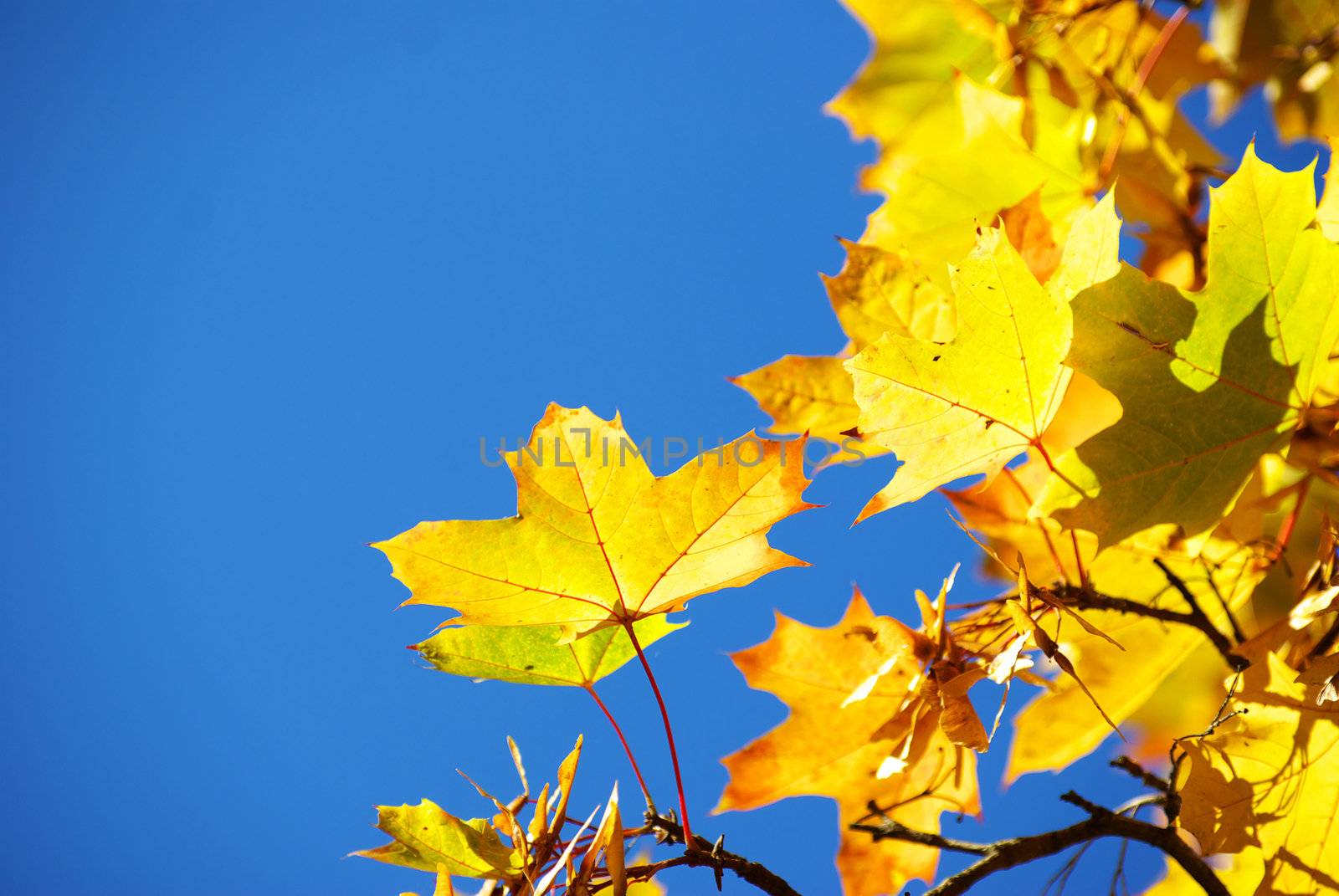 autumn leaves  by Pakhnyushchyy