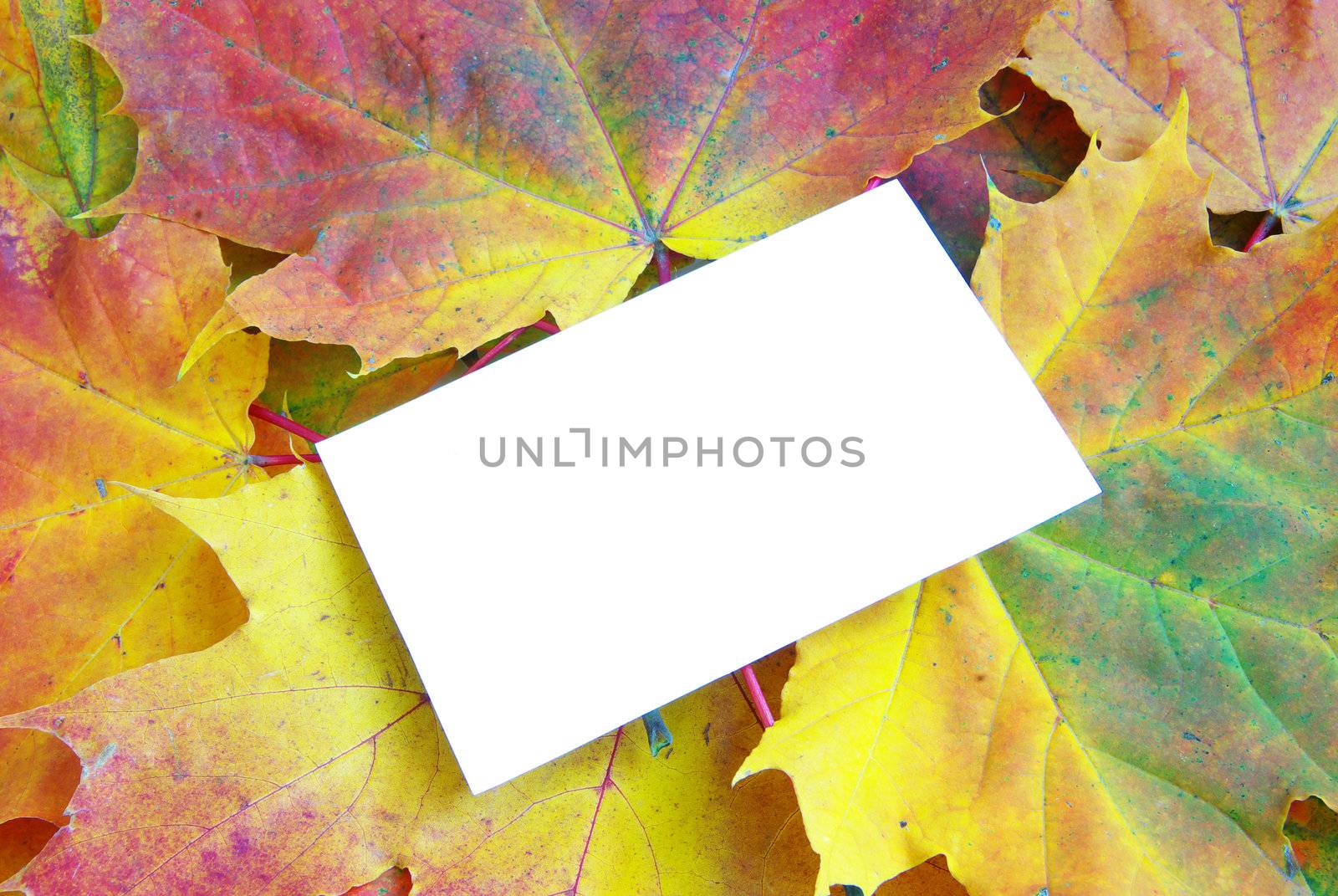 Texture of a maple leafs as background