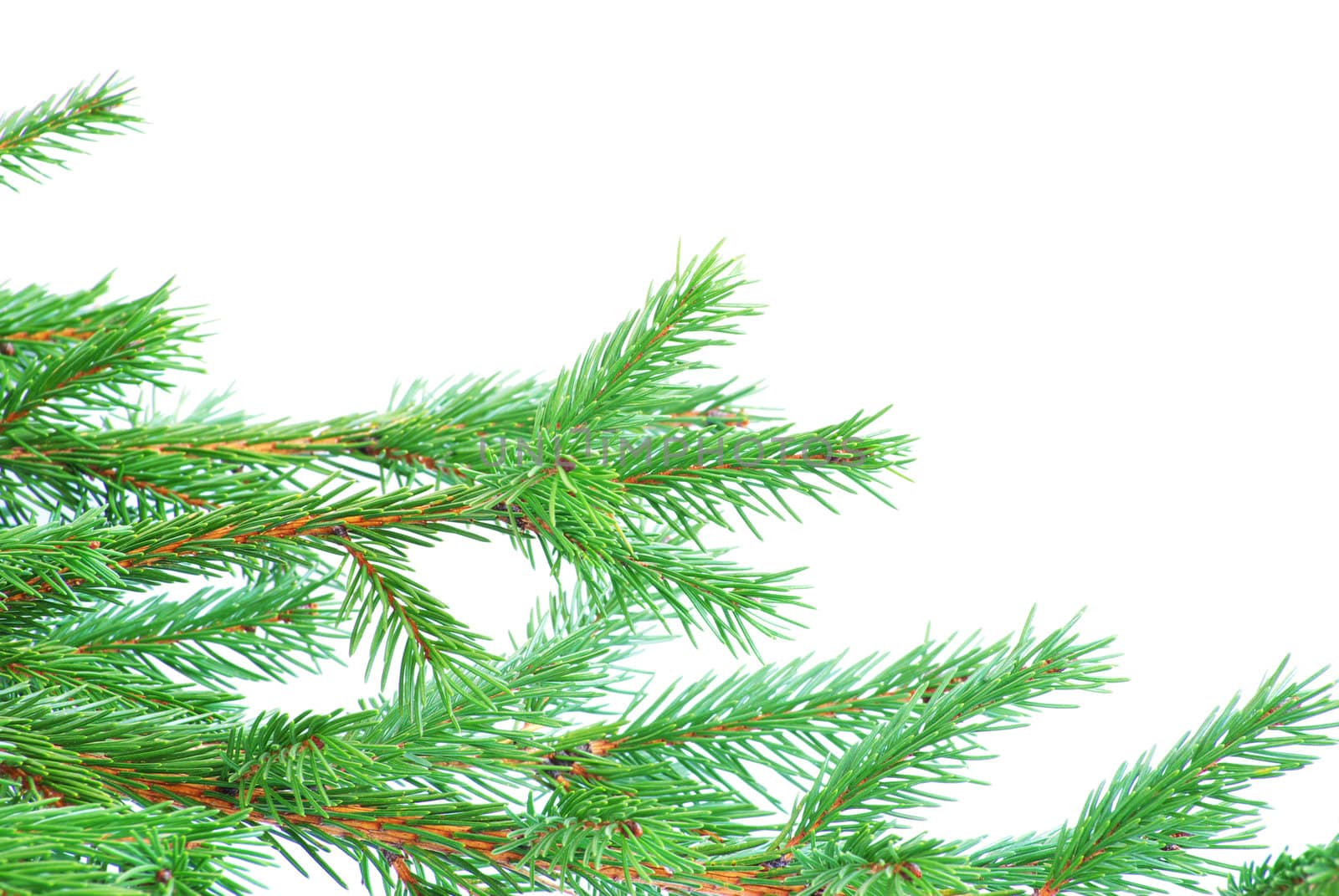 fir tree branches christmas decoration on white