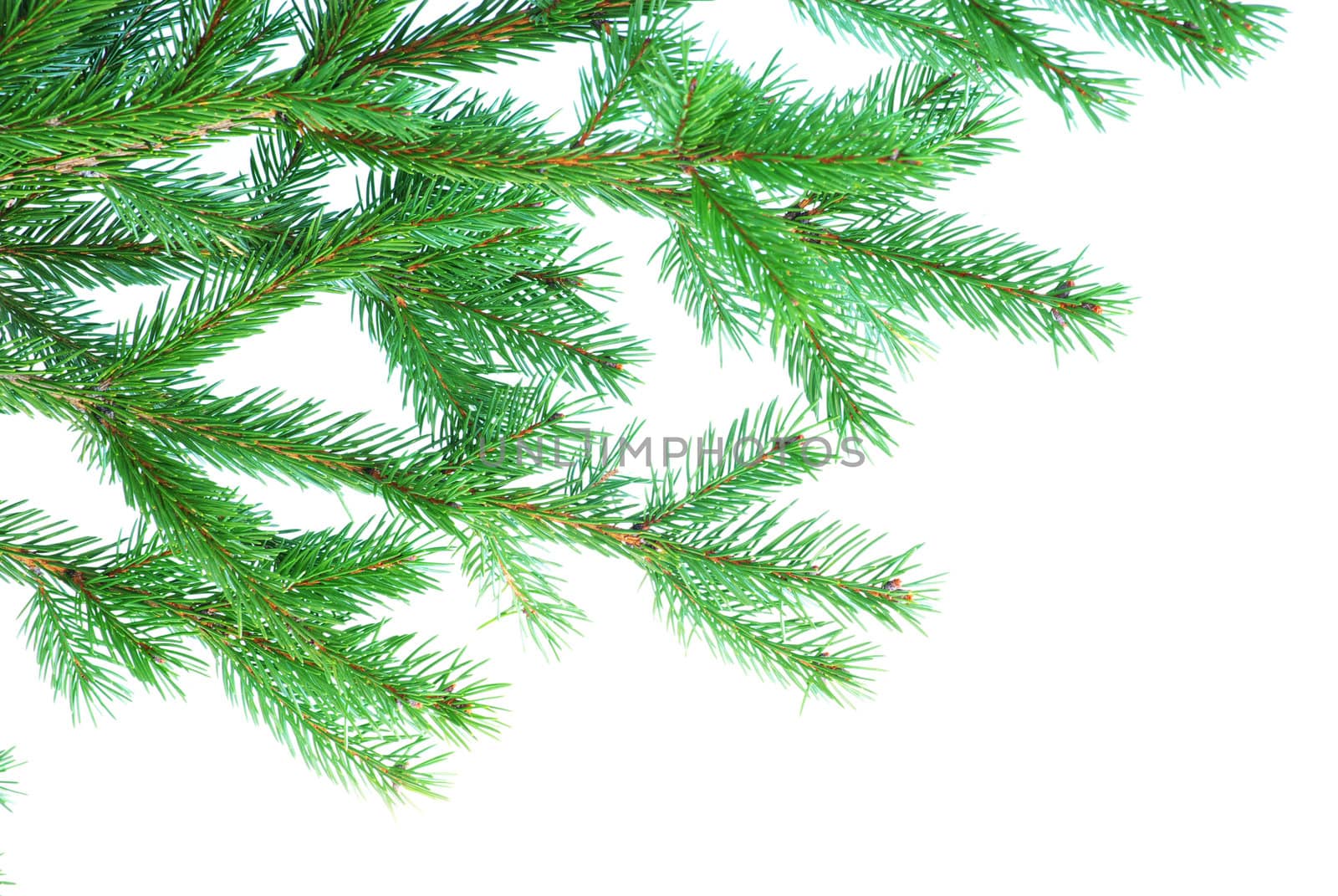 fir tree branches christmas decoration on white