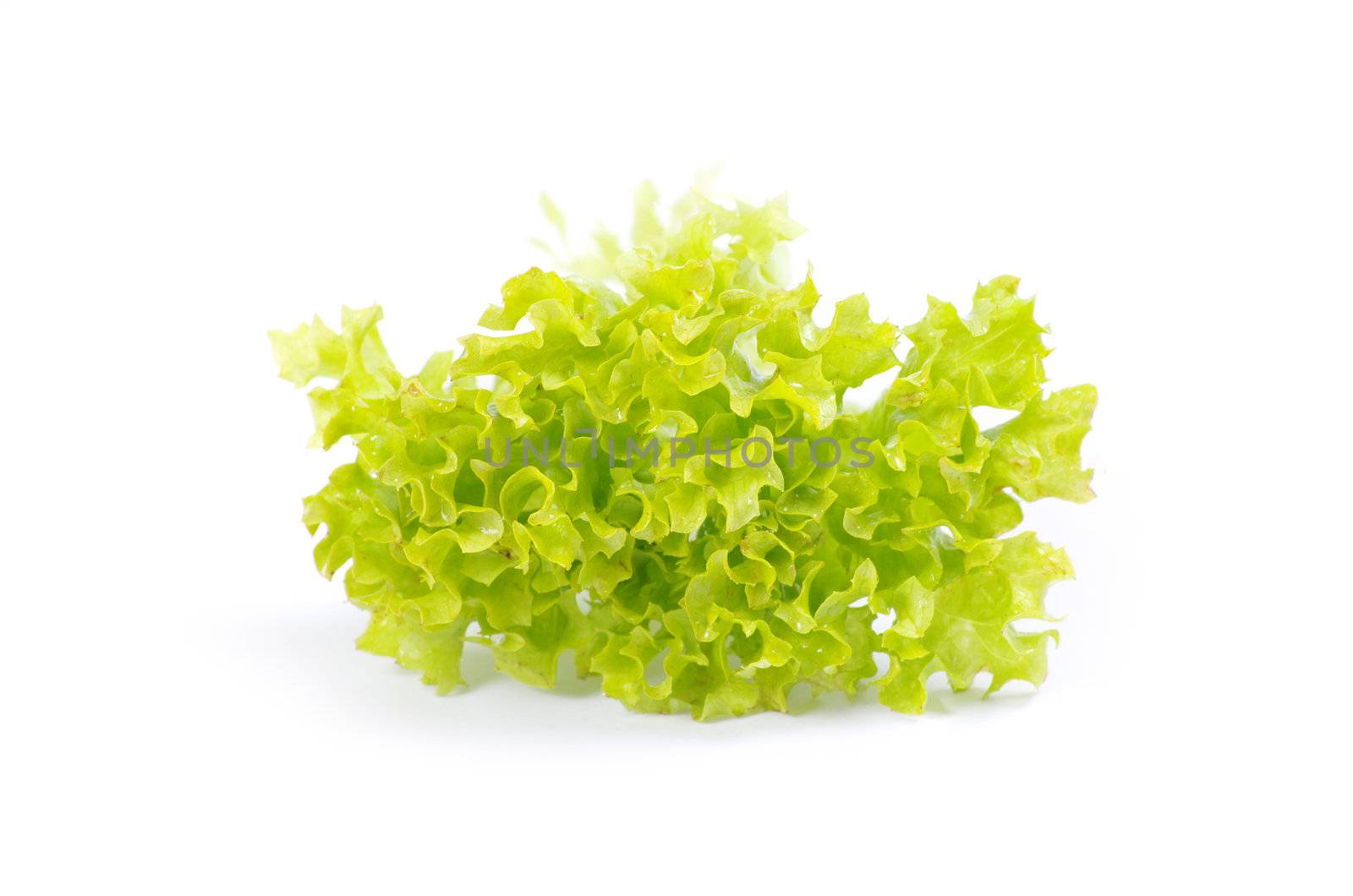 fresh green salad on white background