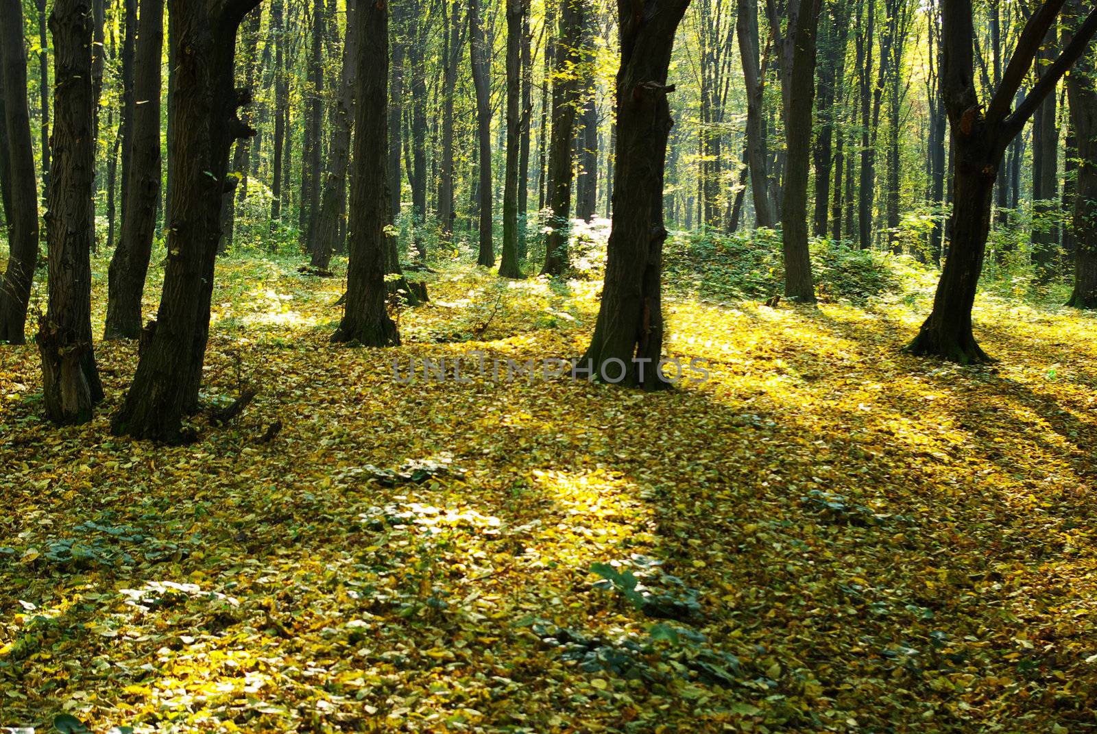 autumn forest  background in a sunny day