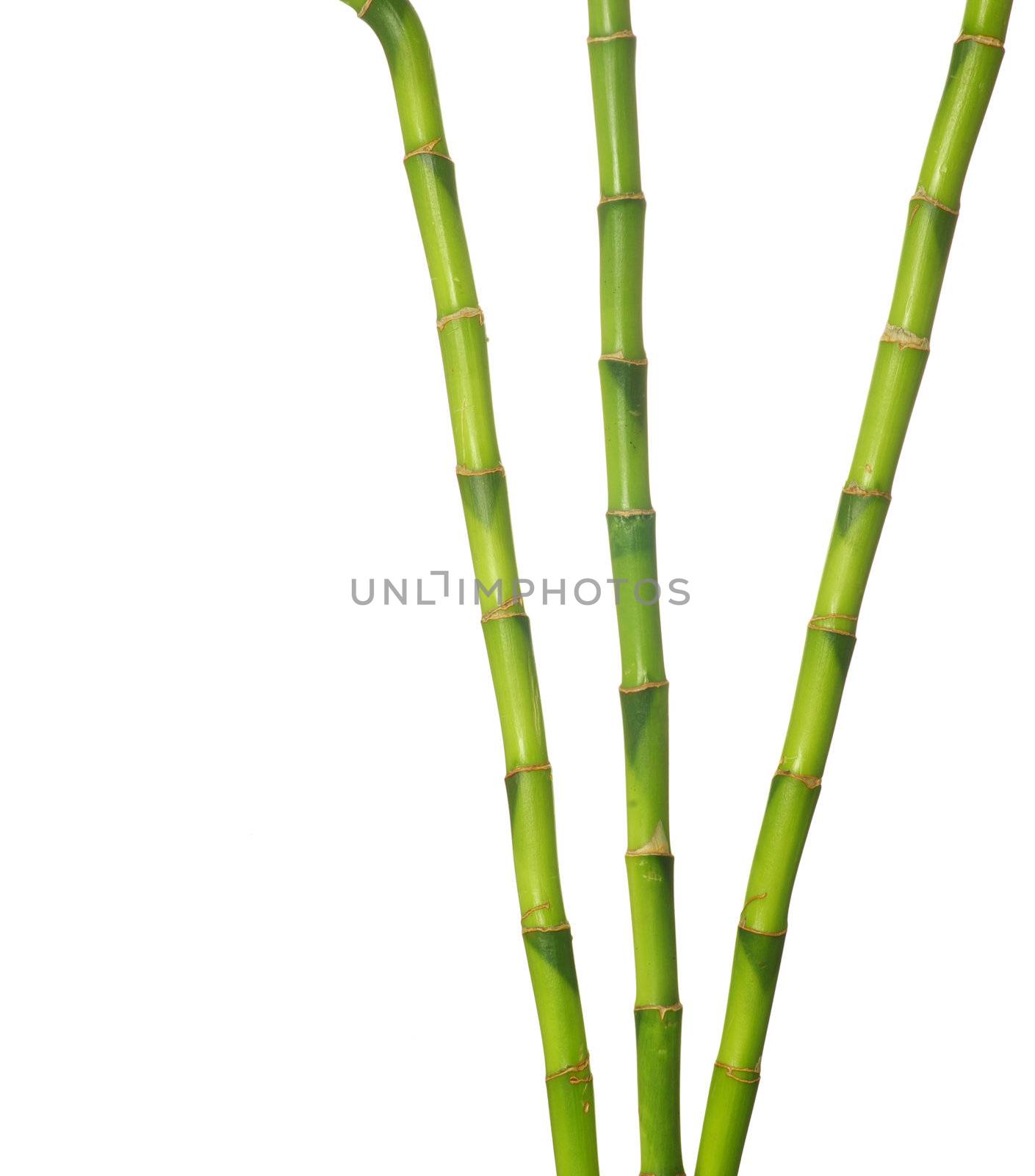 green bamboo  isolated on a white background