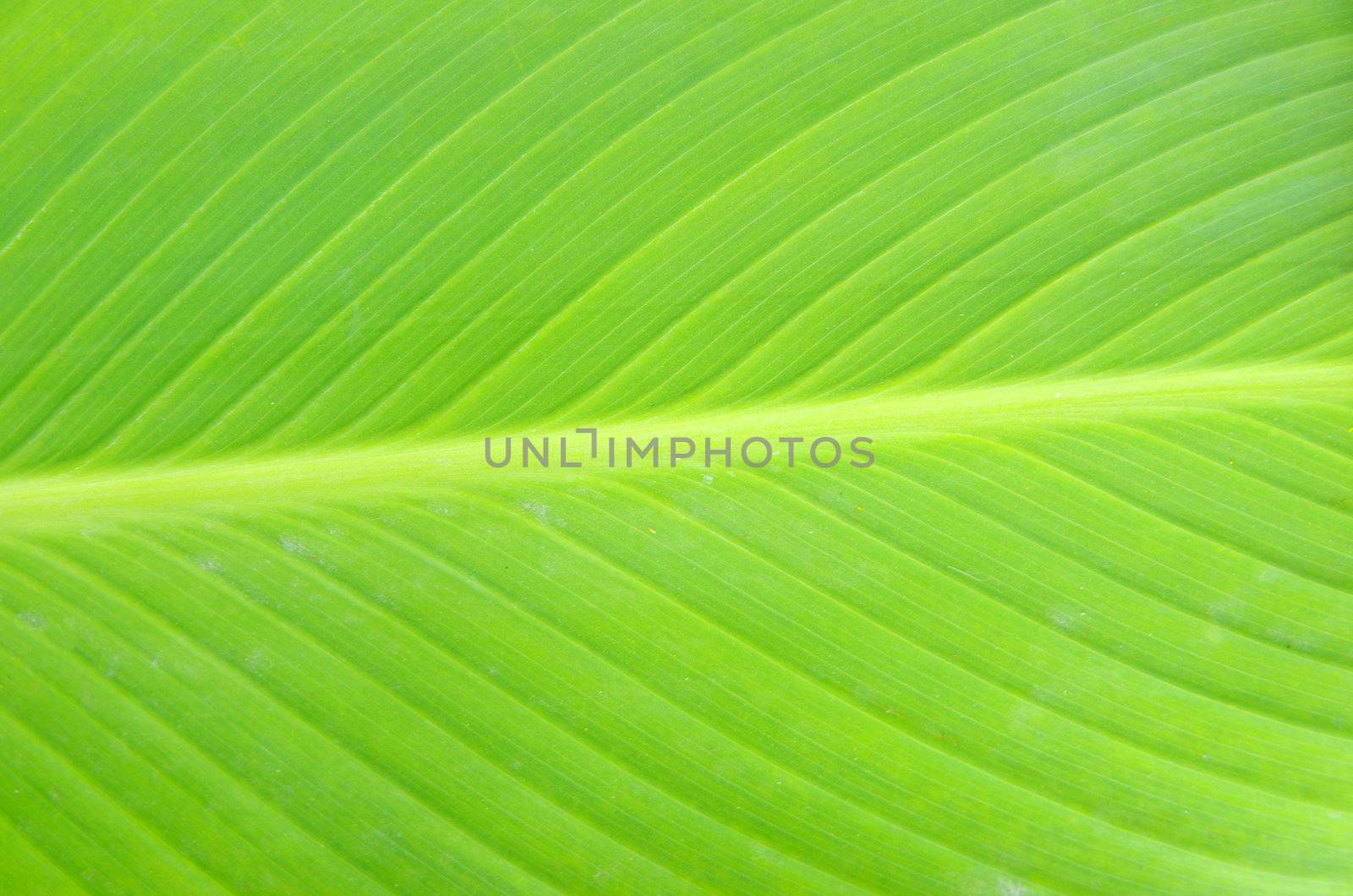 Texture of a green leaf as background