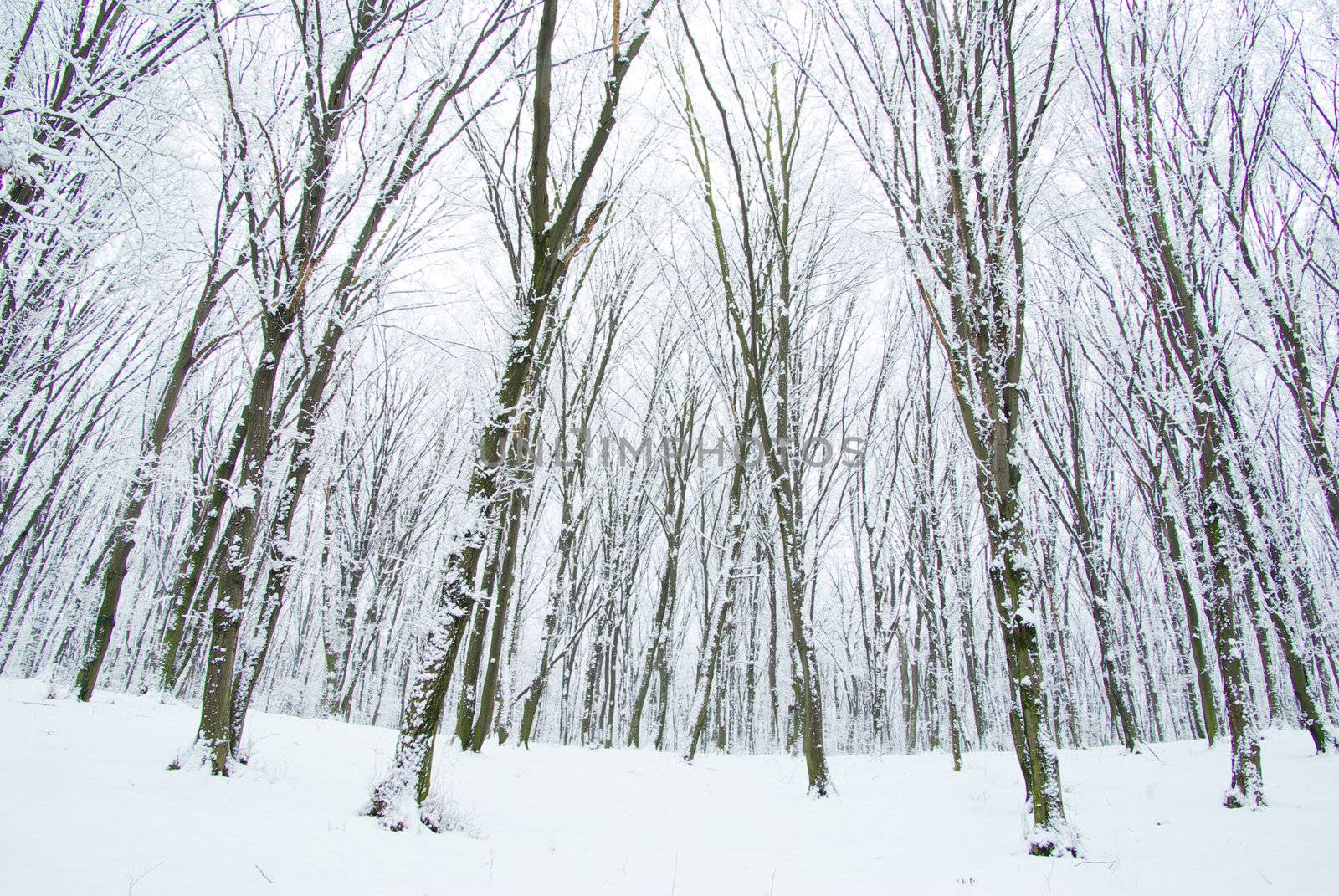 beautiful winter forest  and the road