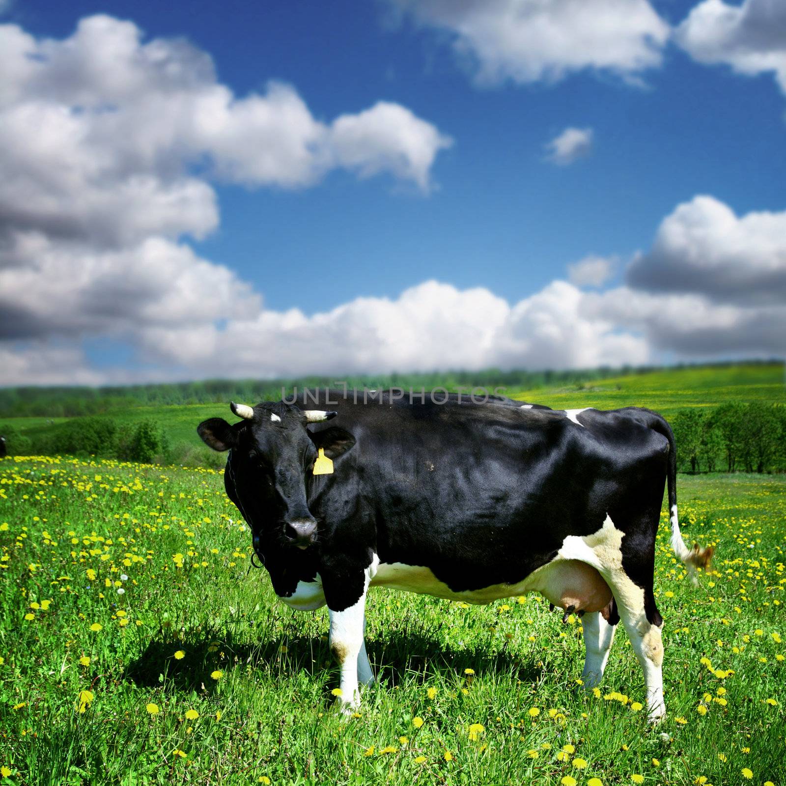 cow landscape by Yellowj