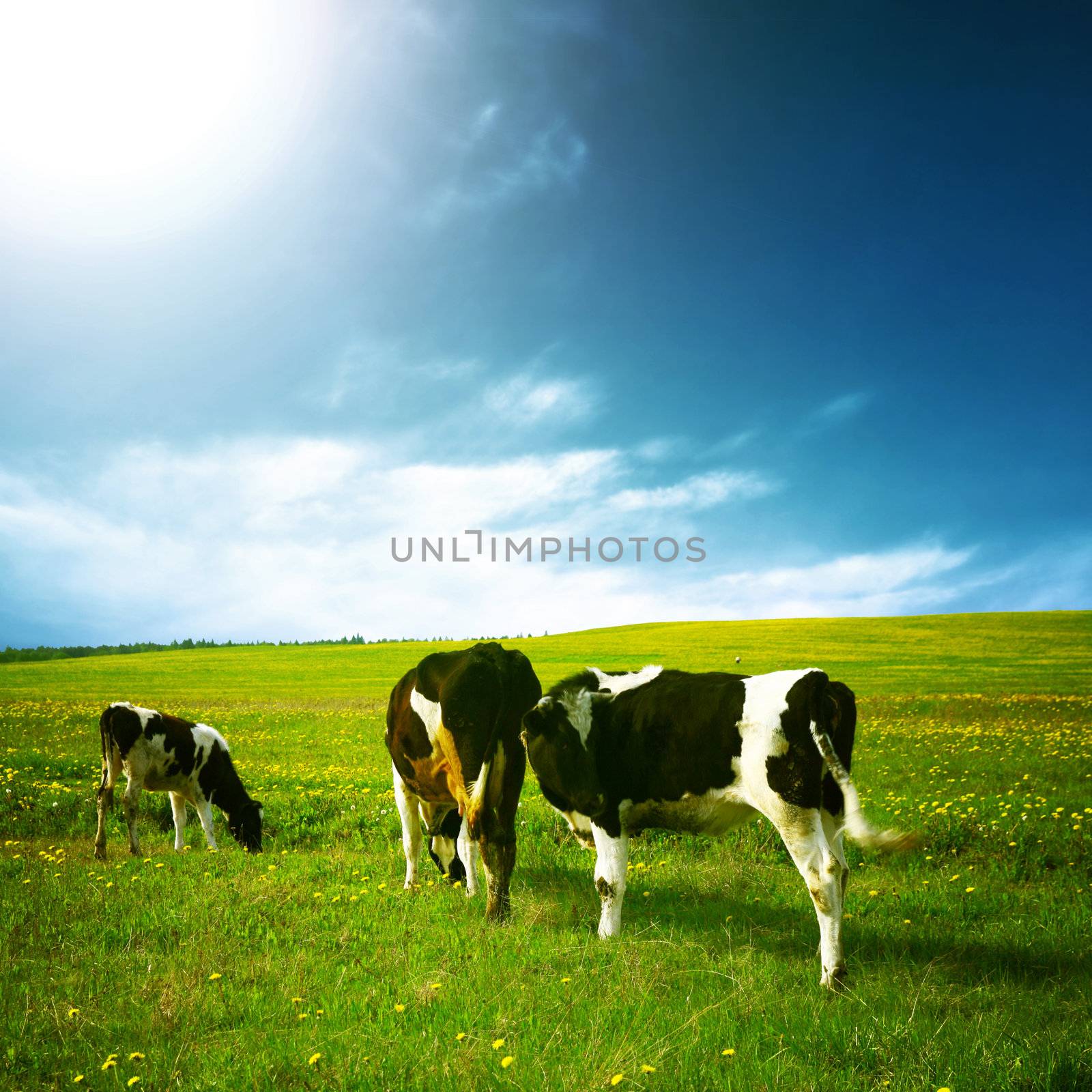 cow landscape by Yellowj