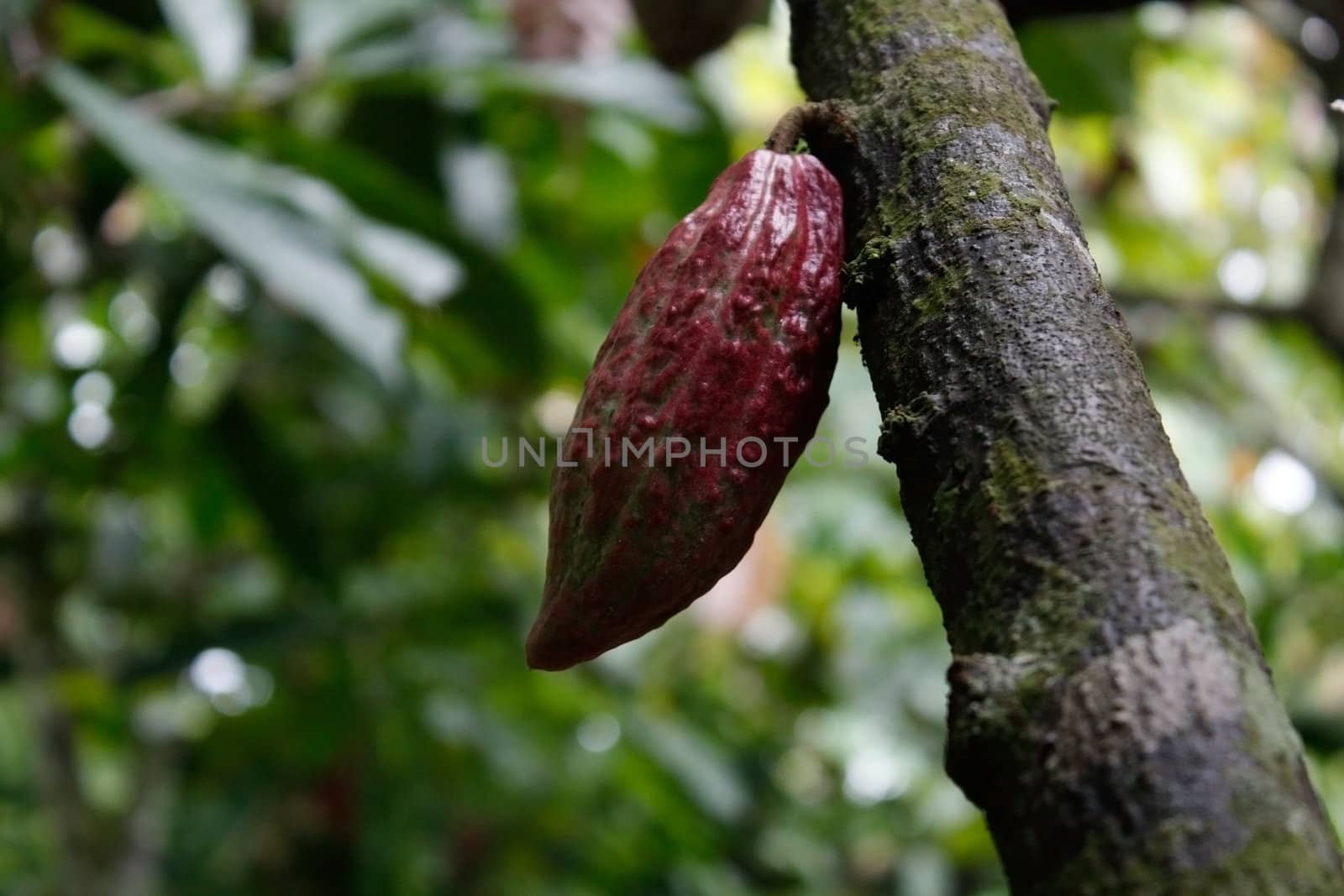 Cacao plantation by leeser